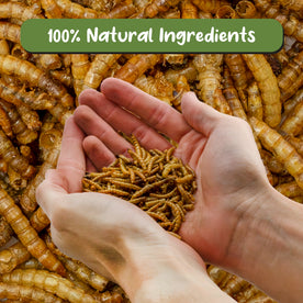 Carnivorous Plant Food Dried Mealworms (1oz), for Feeding Carnivorous Plants (Venus Fly Trap, Pitcher Plant, Sundews, Etc.)