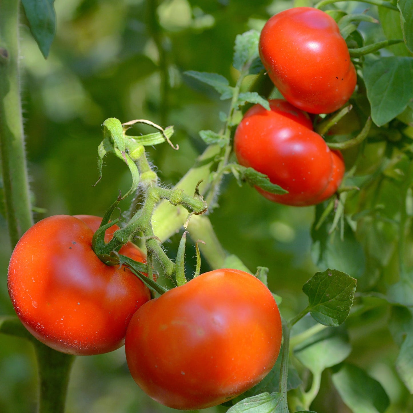 Live Beefsteak Tomato Plants (4-Pack)