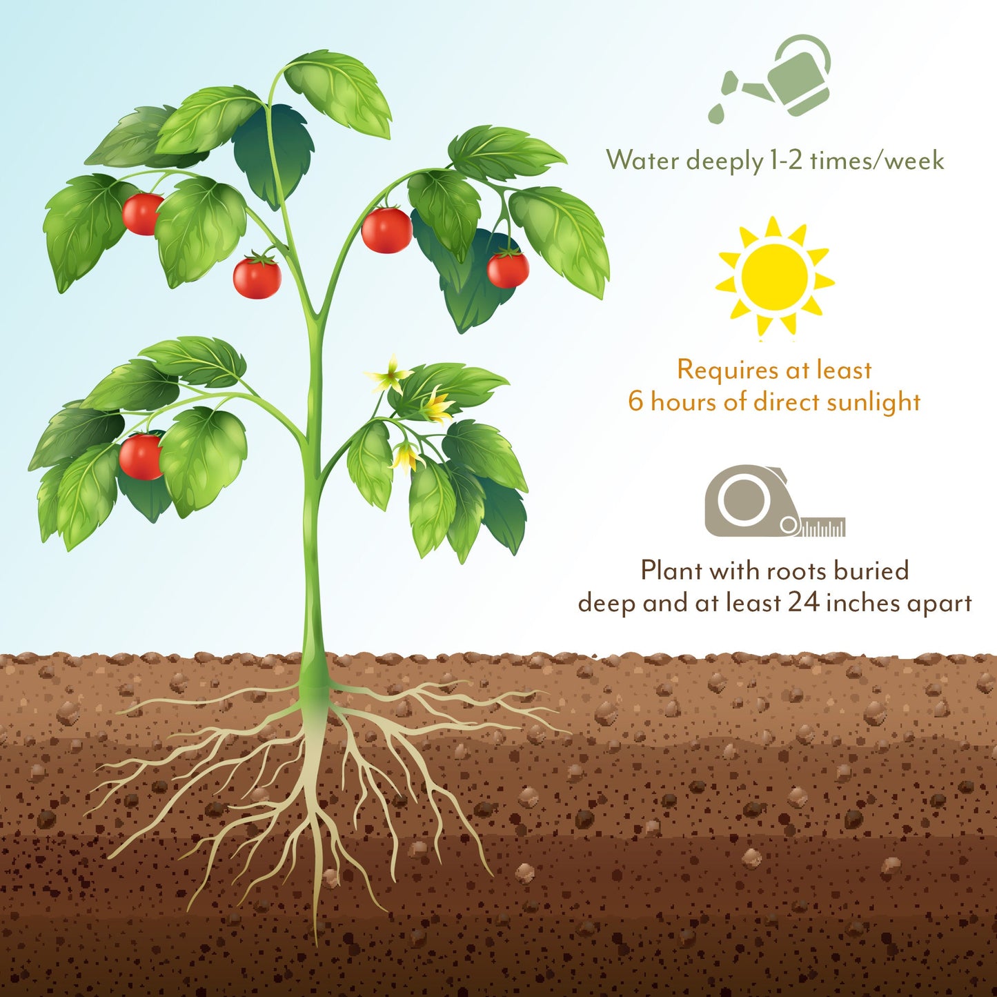 Live Beefsteak Tomato Plants (4-Pack)