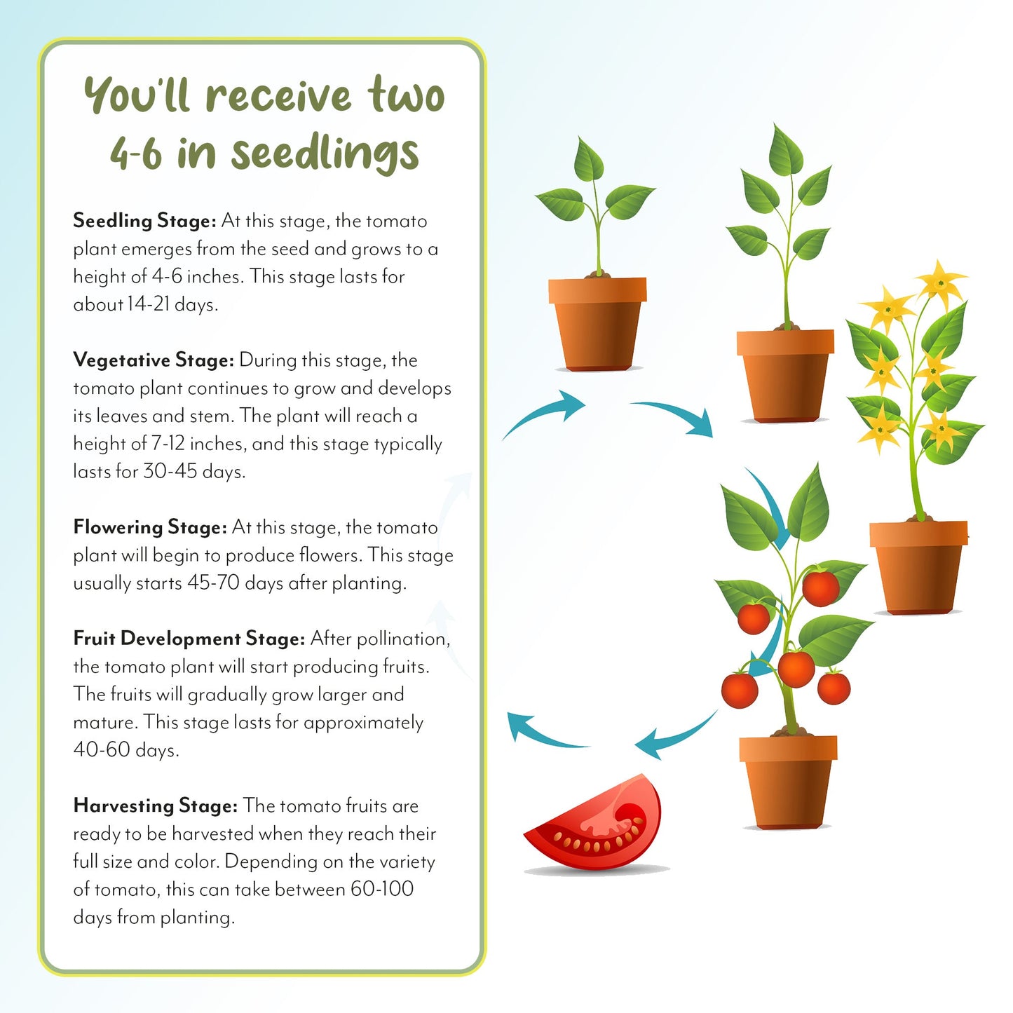 Supersweet 100 Cherry Tomato Live Plants (4-Pack) - SSKIT250