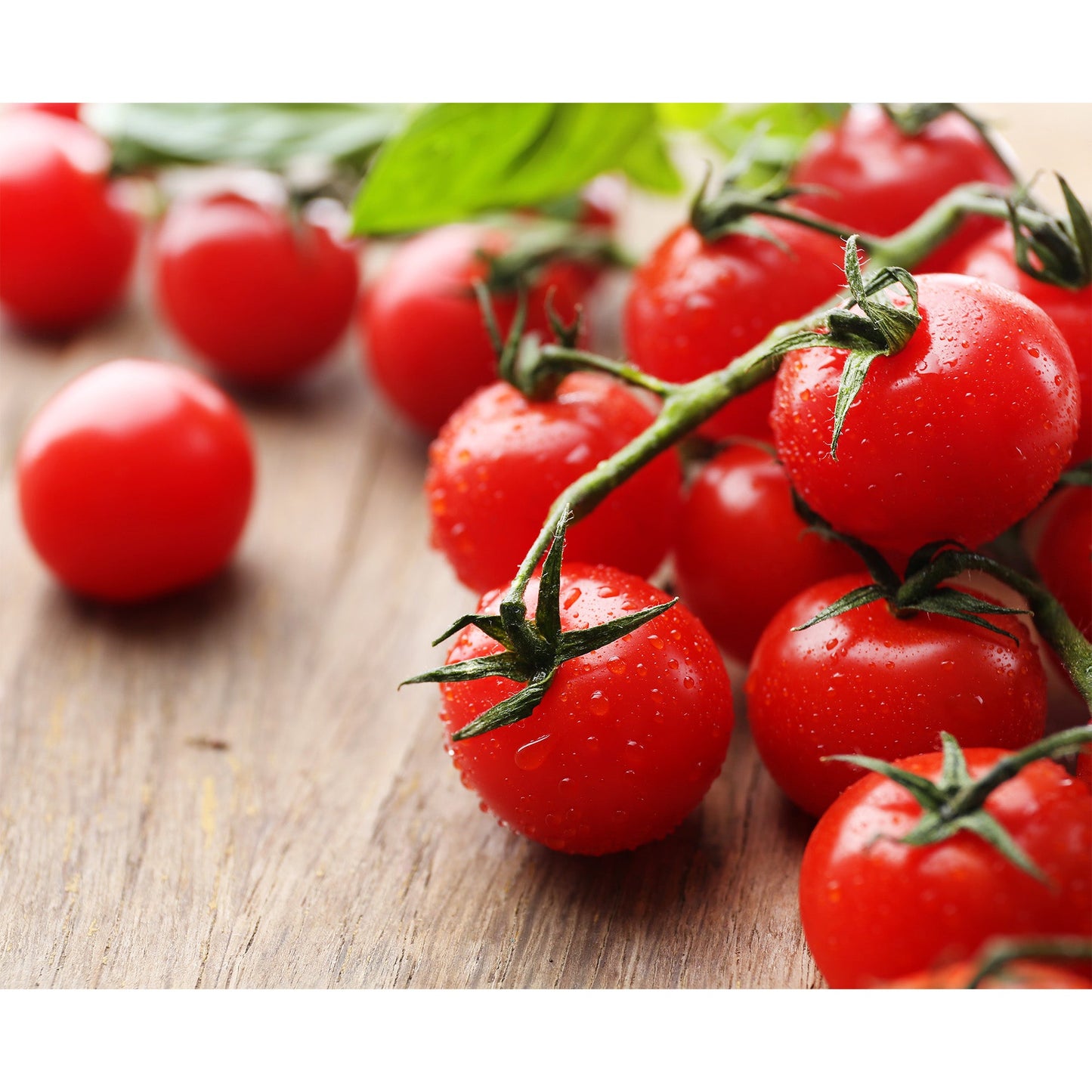 Supersweet 100 Cherry Tomato Live Plants (4-Pack) - SSKIT250
