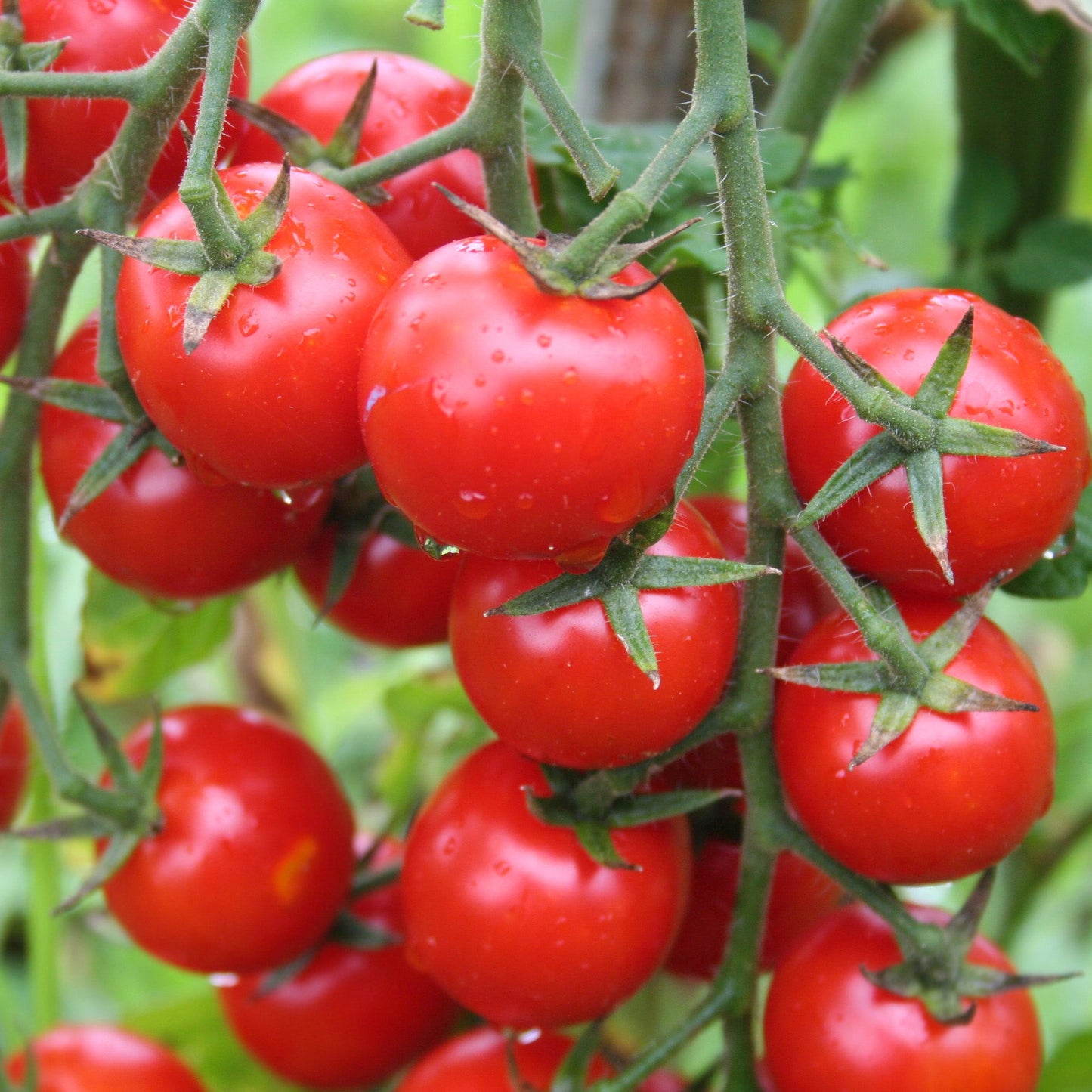 Supersweet 100 Cherry Tomato Live Plants (4-Pack) - SSKIT250