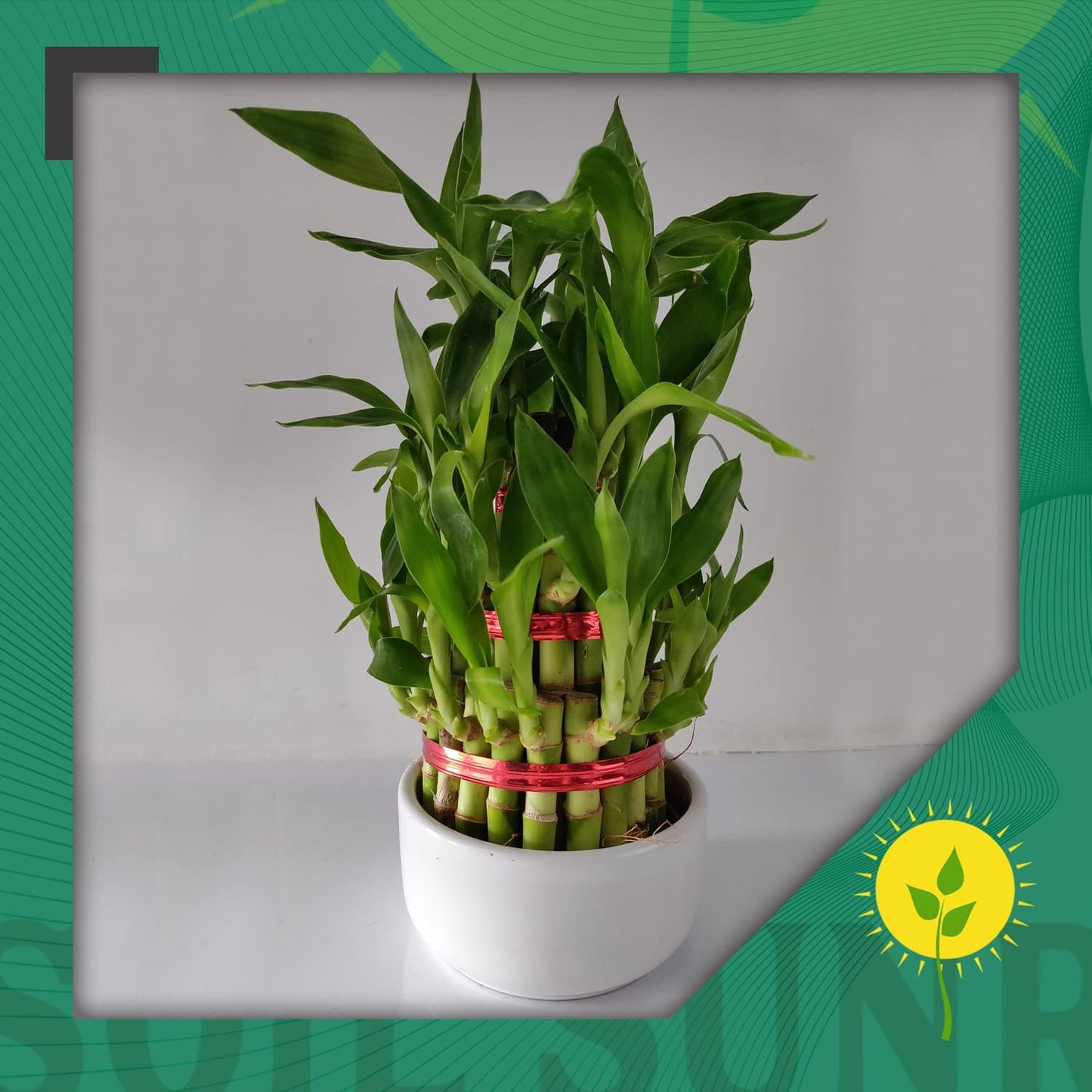 Lucky Bamboo Plant Potting Mix (2 Quarts)