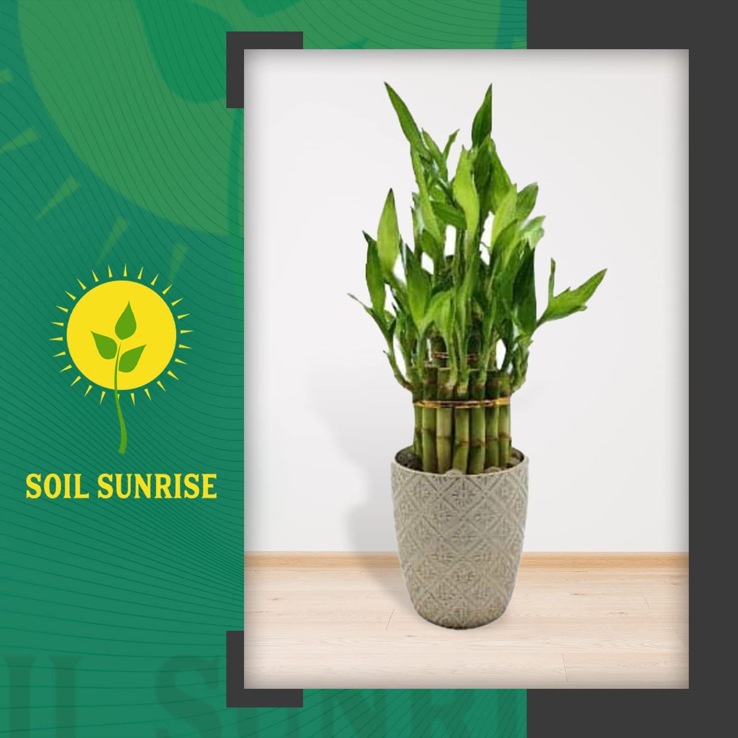 Lucky Bamboo Plant Potting Mix (2 Quarts) - SSKIT130