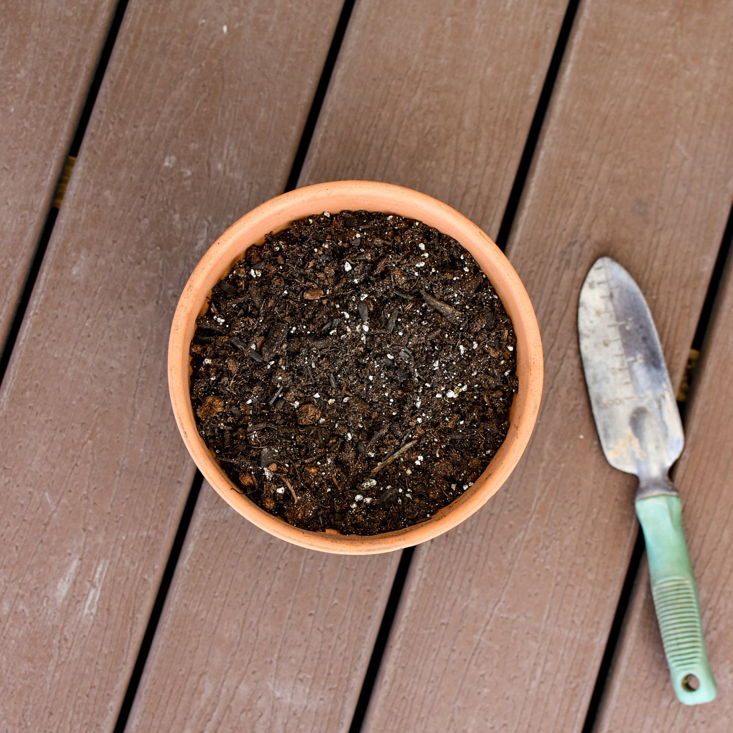 Lemon Lime Prayer Plant Potting Mix (4 Quarts) - SSKIT064