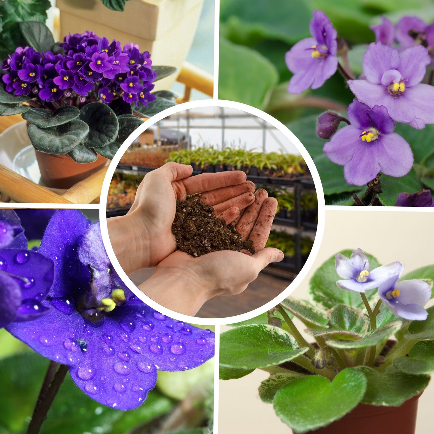 African Violet Potting Soil Mix (8 Quarts) - SSKIT003