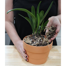 Premium Orchid Potting Mix w/ Long Fiber Sphagnum (2 Quarts) - SSKIT129