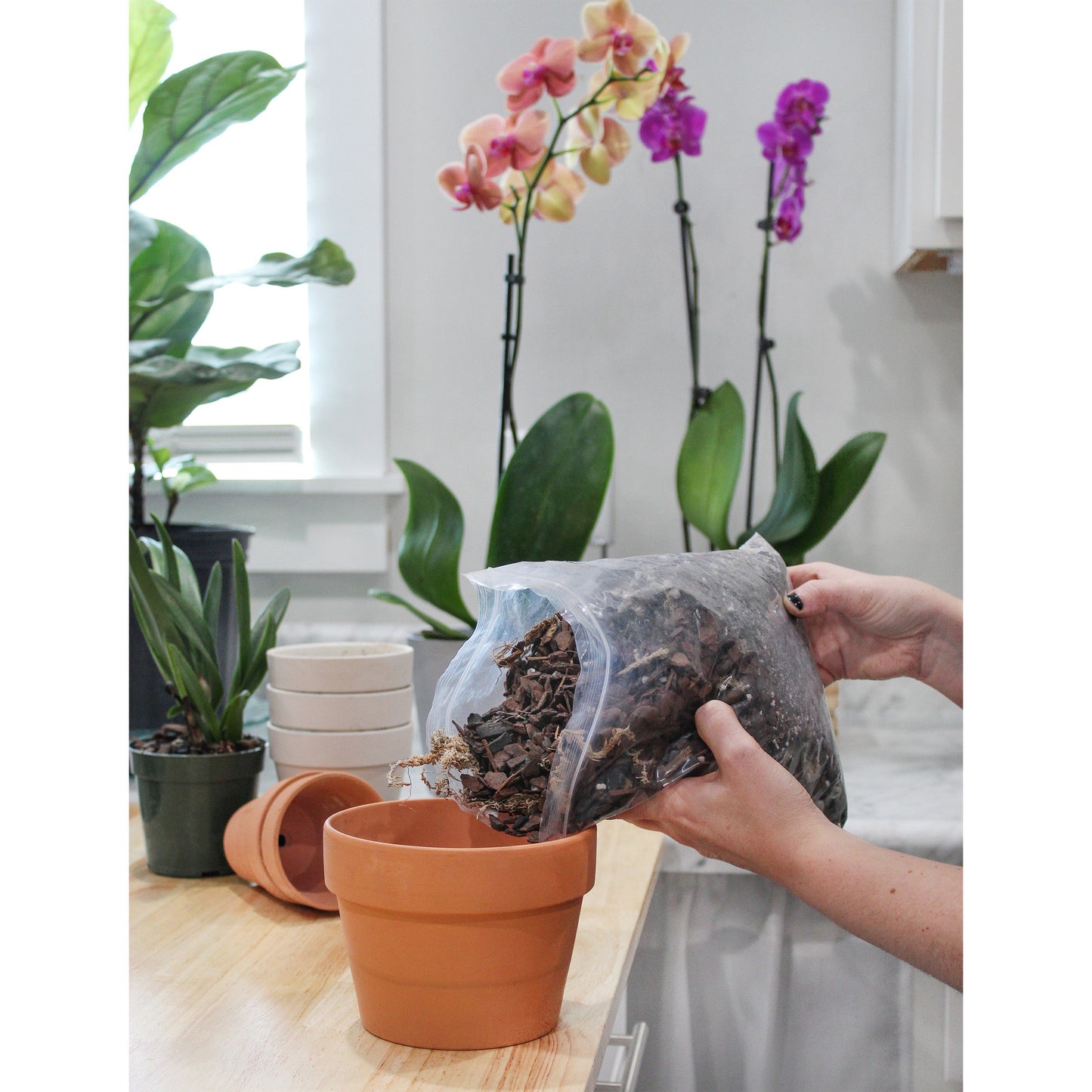 Premium Orchid Potting Mix w/ Long Fiber Sphagnum (2 Quarts) - SSKIT129