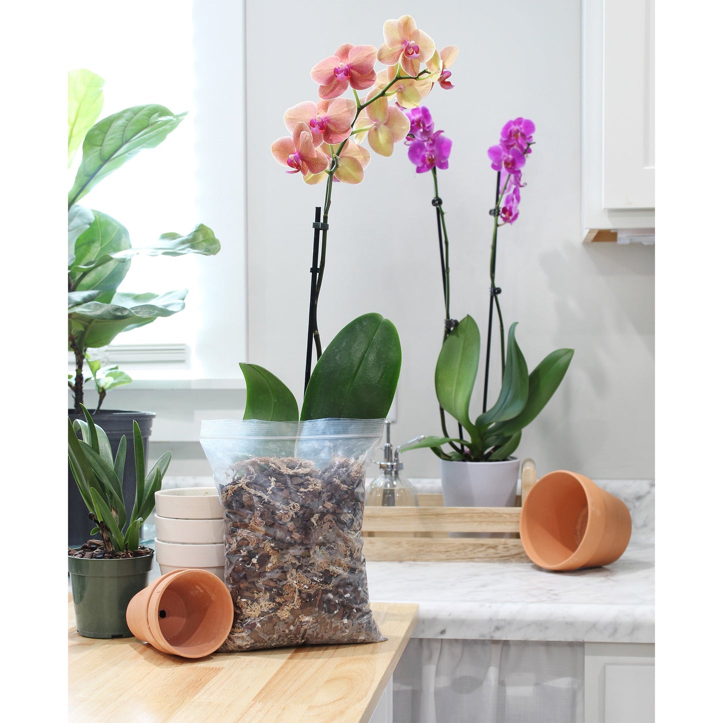 Premium Orchid Potting Mix w/ Long Fiber Sphagnum (2 Quarts) - SSKIT129