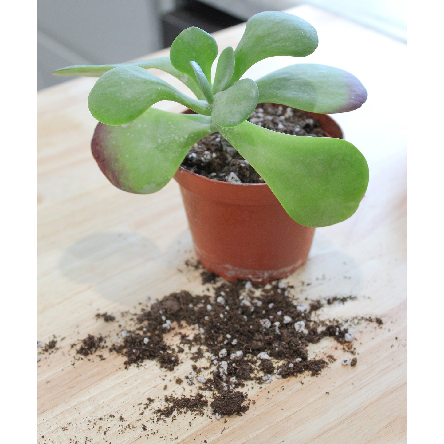 Kalanchoe Plant Potting Soil Mix