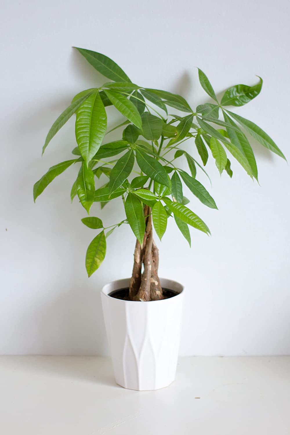 Money Tree Potting Soil Mix (4 Quarts) - SSKIT148