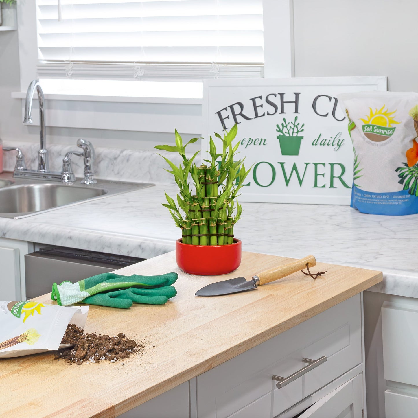 Money Tree Potting Soil Mix (8 Quarts) - SSKIT149