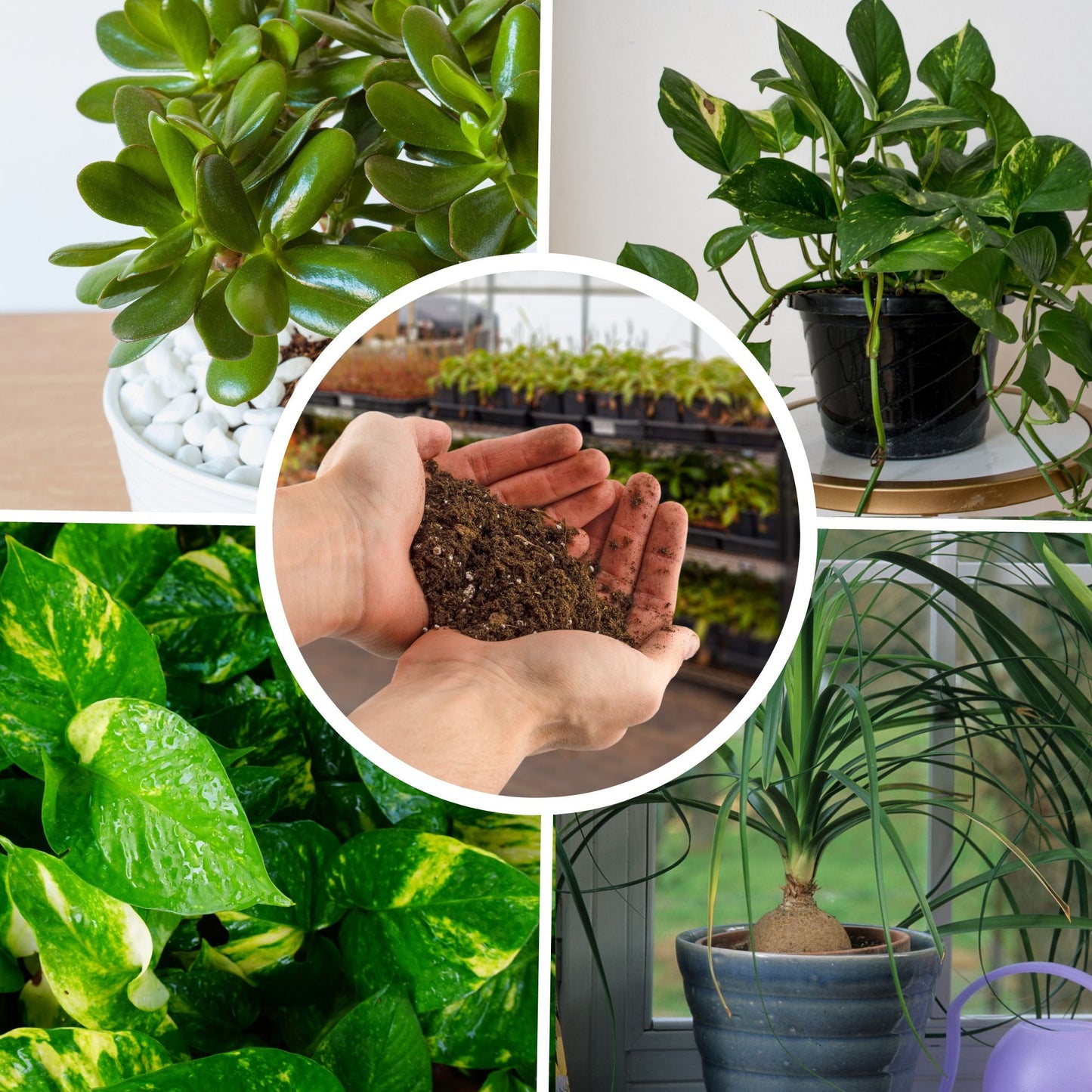 Money Tree Potting Soil Mix (8 Quarts) - SSKIT149