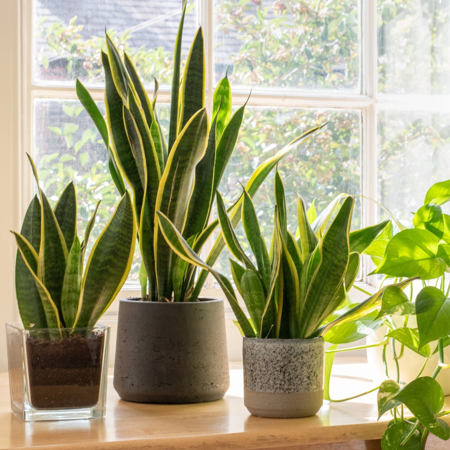 Snake Plant Potting Soil Mix (4 Quarts) - SSKIT151
