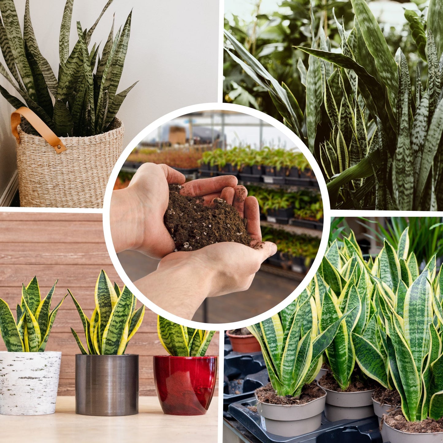 Snake Plant Potting Soil Mix (4 Quarts) - SSKIT151