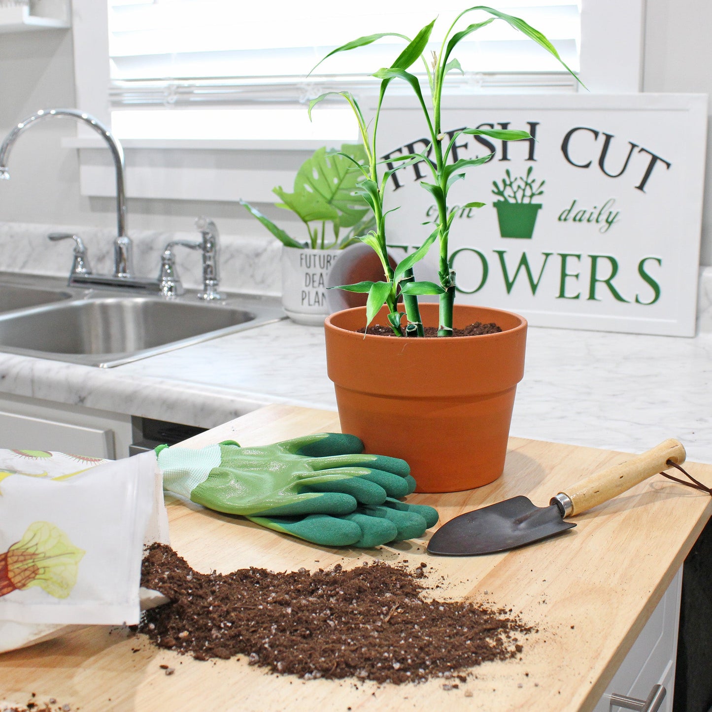 Lucky Bamboo Potting Soil Mix (4 Quarts) - SSKIT150