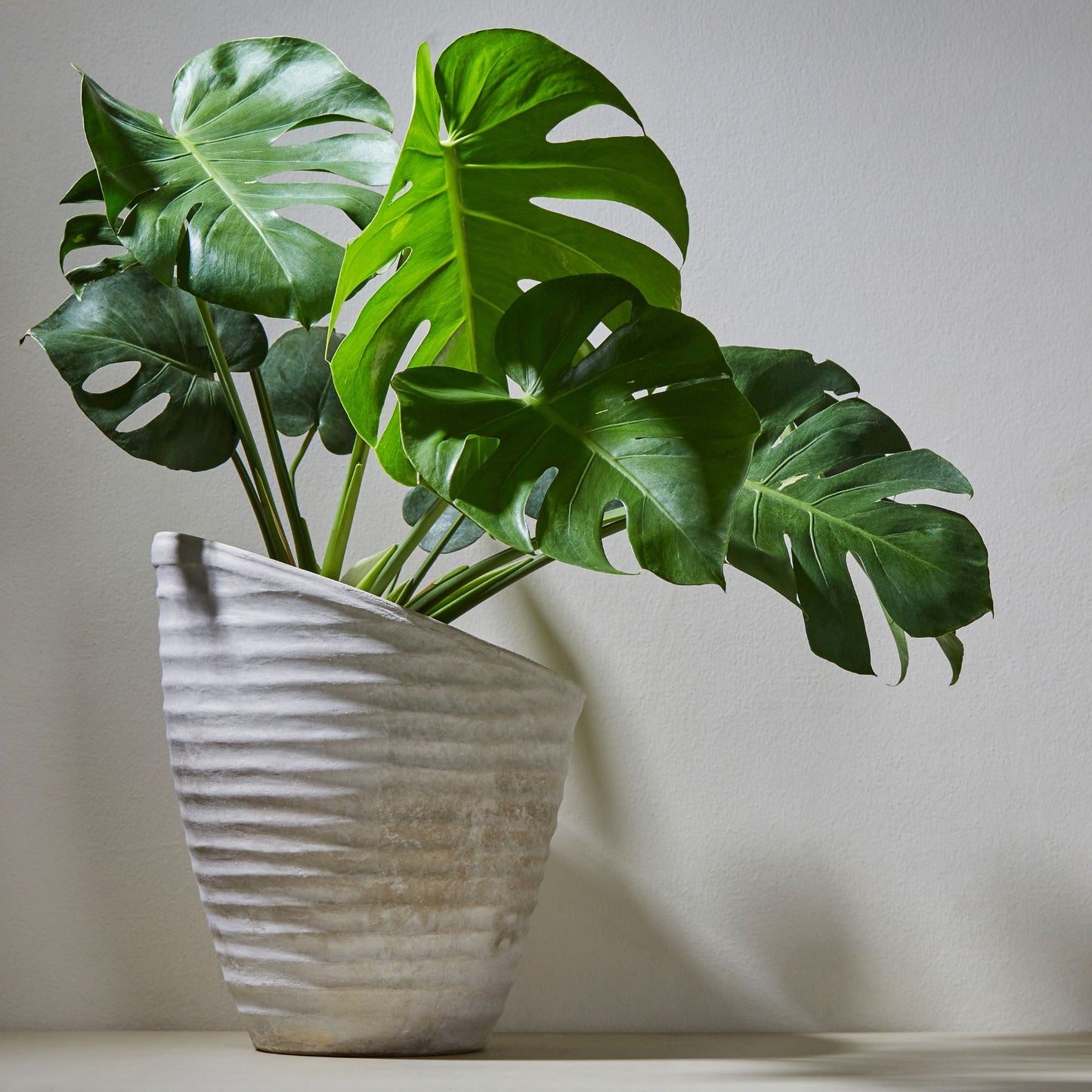 Tropical House Plant Potting Mix (2 Quarts) - SSKIT170