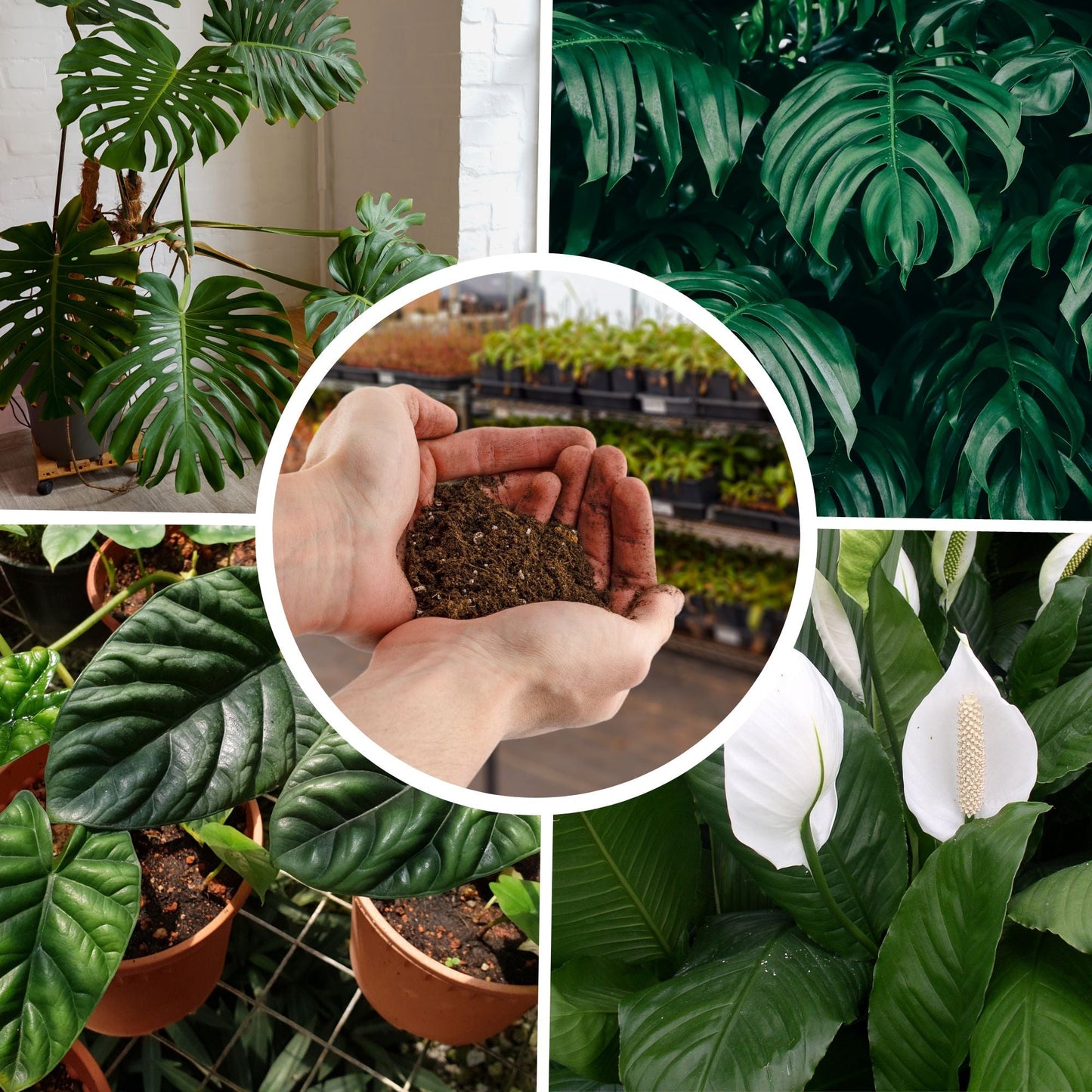 Tropical House Plant Potting Mix (4 Quarts) - SSKIT171