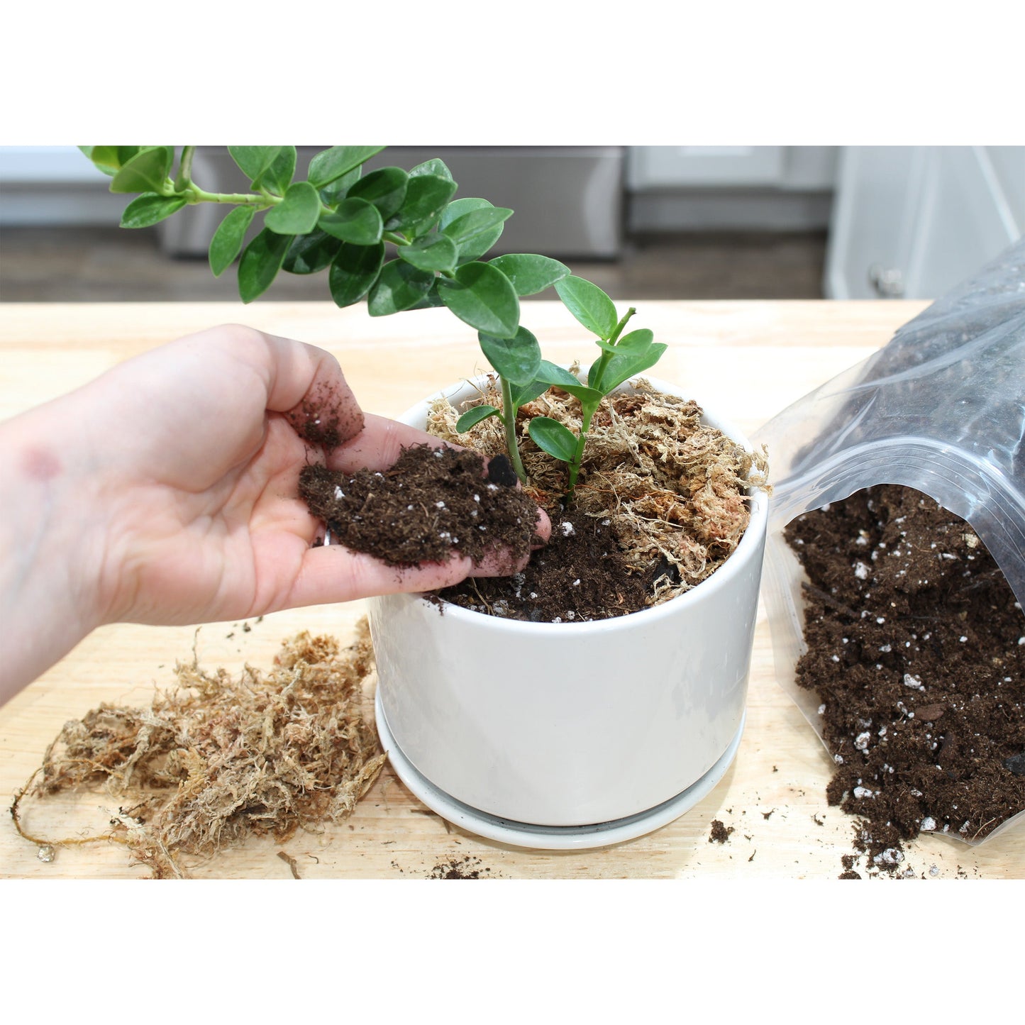 Hoya Plant Potting Soil Mix (4 Quarts) - SSKIT172
