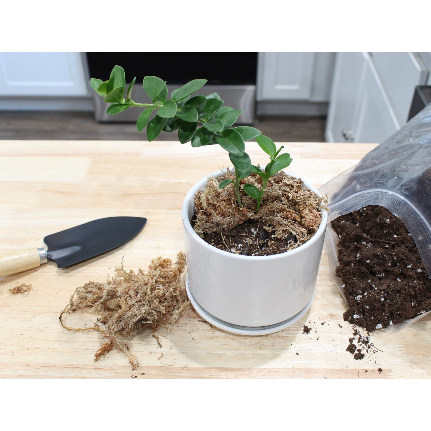 Hoya Plant Potting Soil Mix (4 Quarts) - SSKIT172