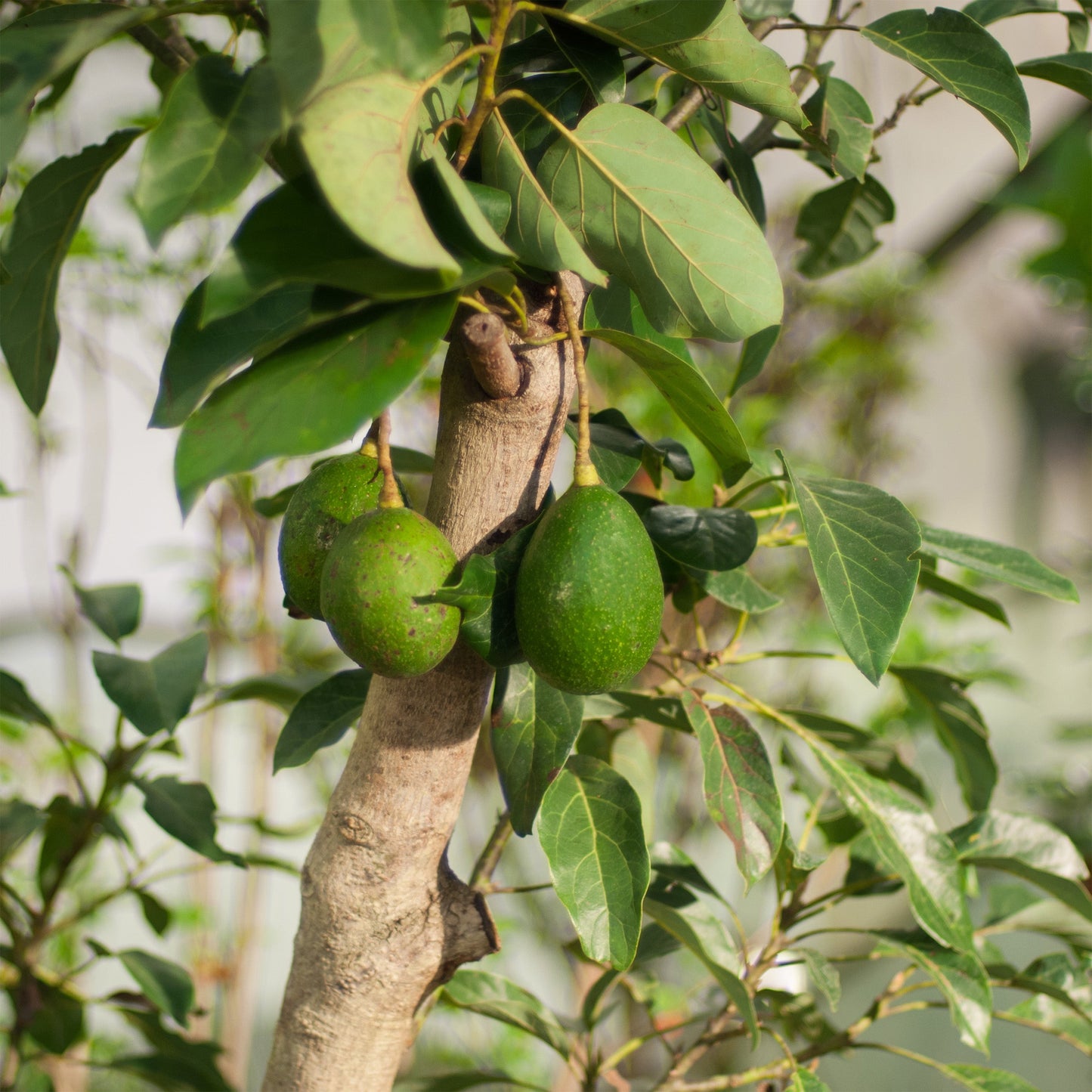 Avocado Tree Potting Soil Mix (12 Quarts) - SSKIT208
