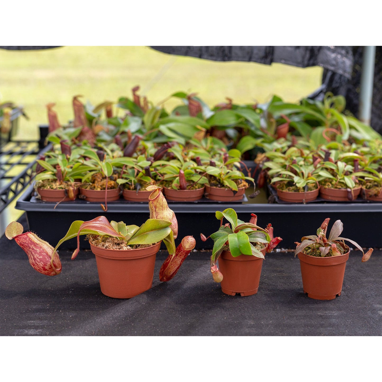 Live Pitcher Plant Variety Pack (3-Plant Kit w/Potting Mix), Nepenthes Carnivorous Plants for Indoor Container Gardening - SSKIT223
