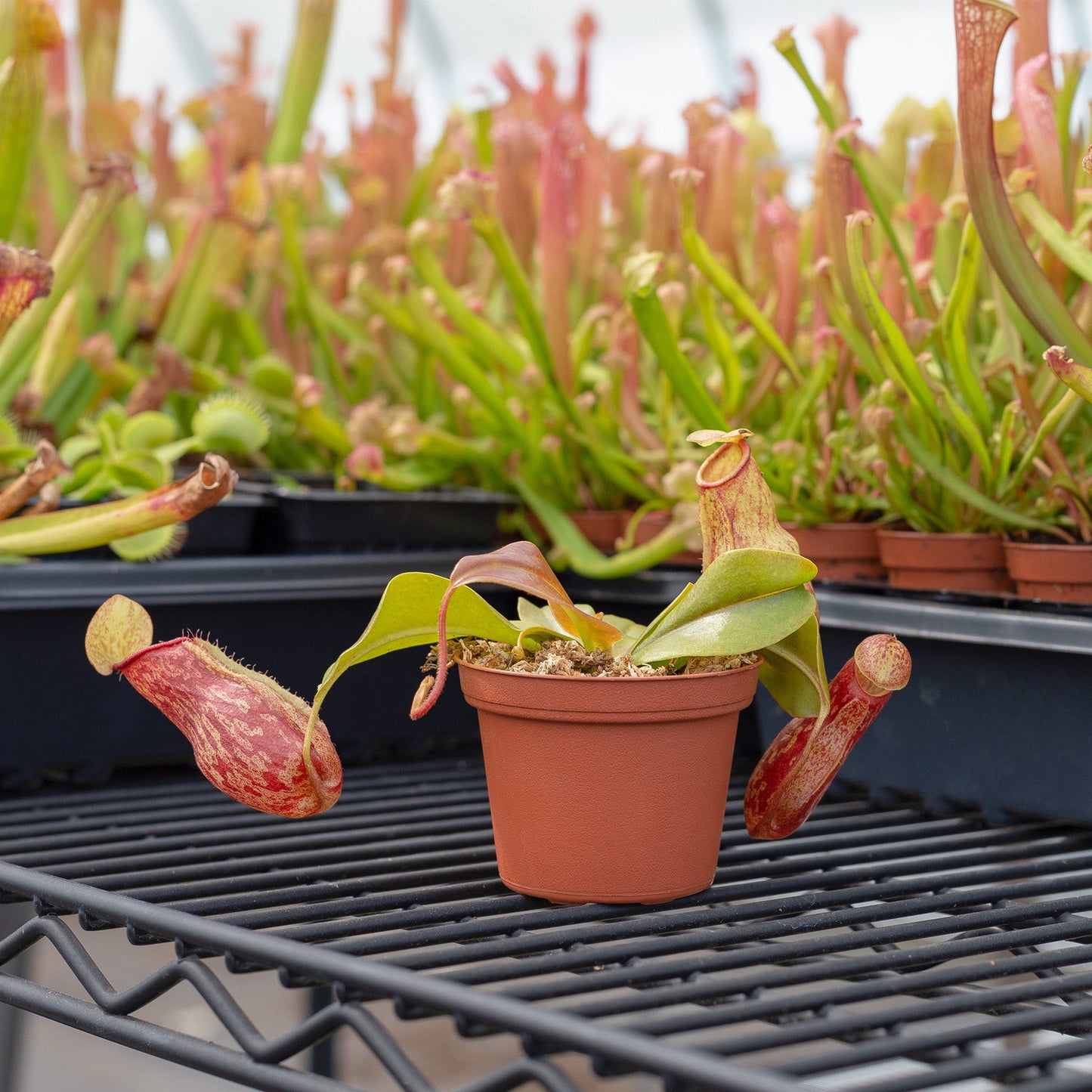 Live Pitcher Plant Variety Pack (3-Plant Kit w/Potting Mix), Nepenthes Carnivorous Plants for Indoor Container Gardening - SSKIT223
