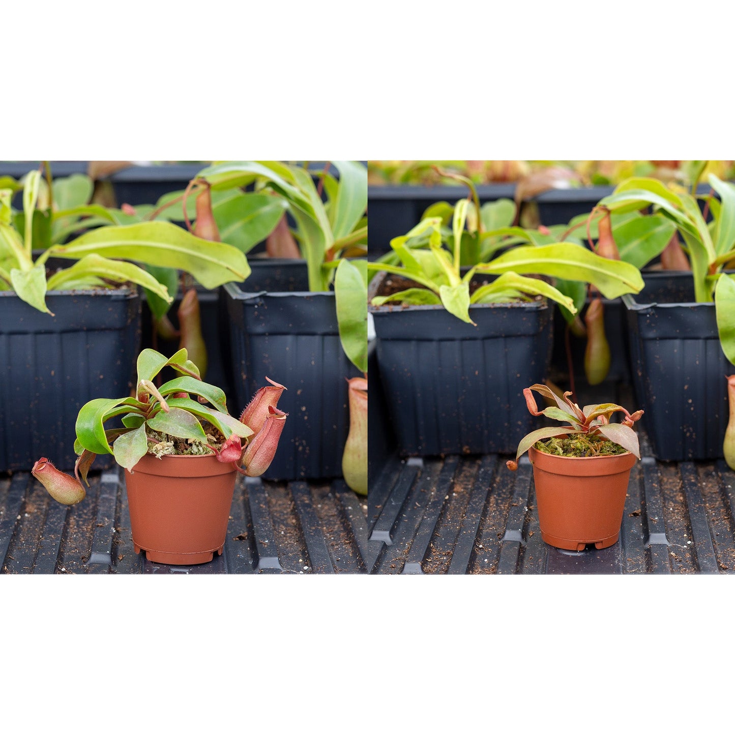 Live Pitcher Plant Variety Pack (3-Plant Kit w/Potting Mix), Nepenthes Carnivorous Plants for Indoor Container Gardening - SSKIT223