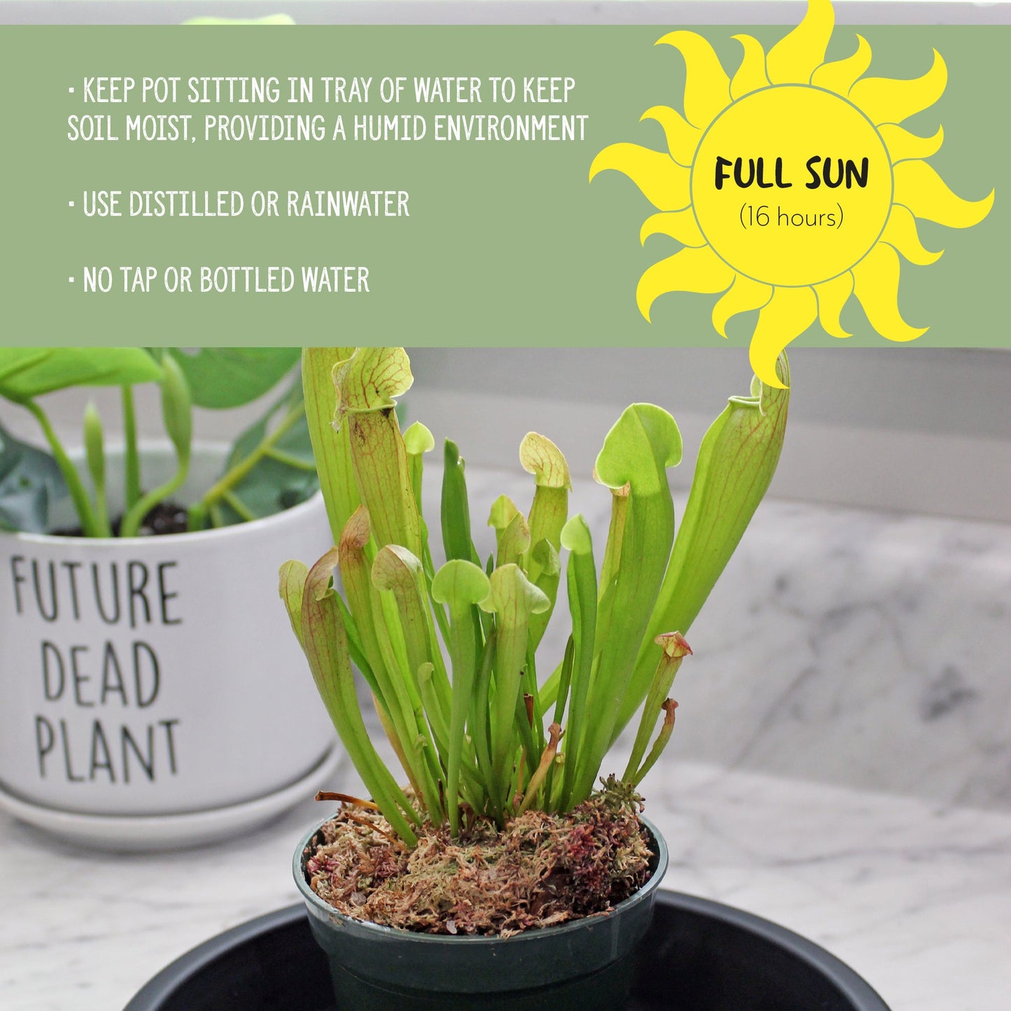 Large Live Sarracenia Pitcher Plant