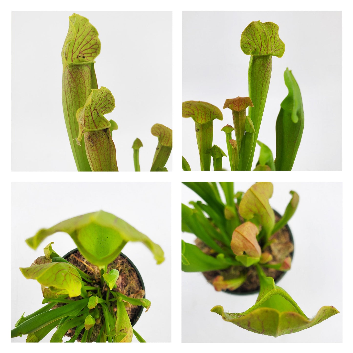Large Live Sarracenia Pitcher Plant