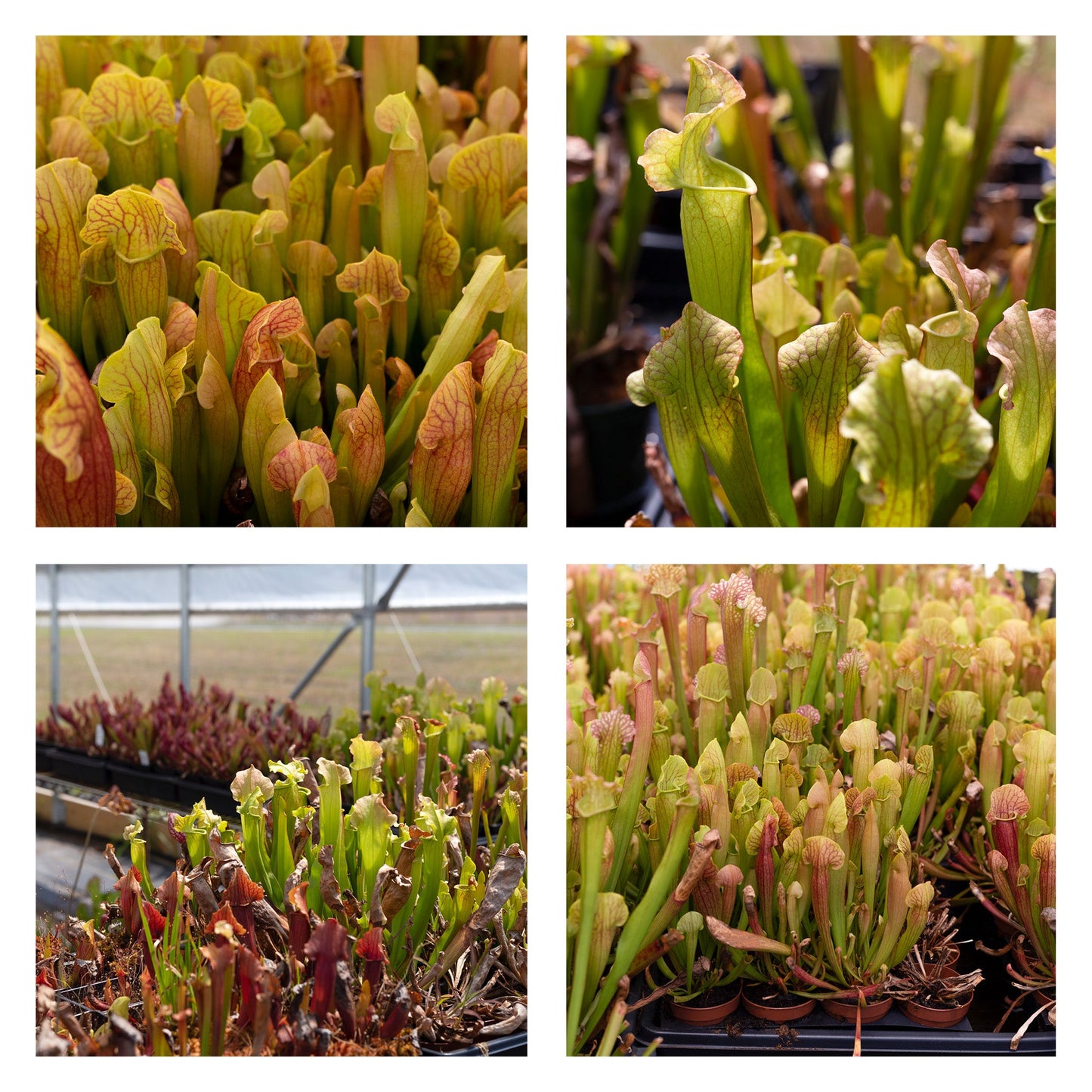 Large Live Sarracenia Pitcher Plant