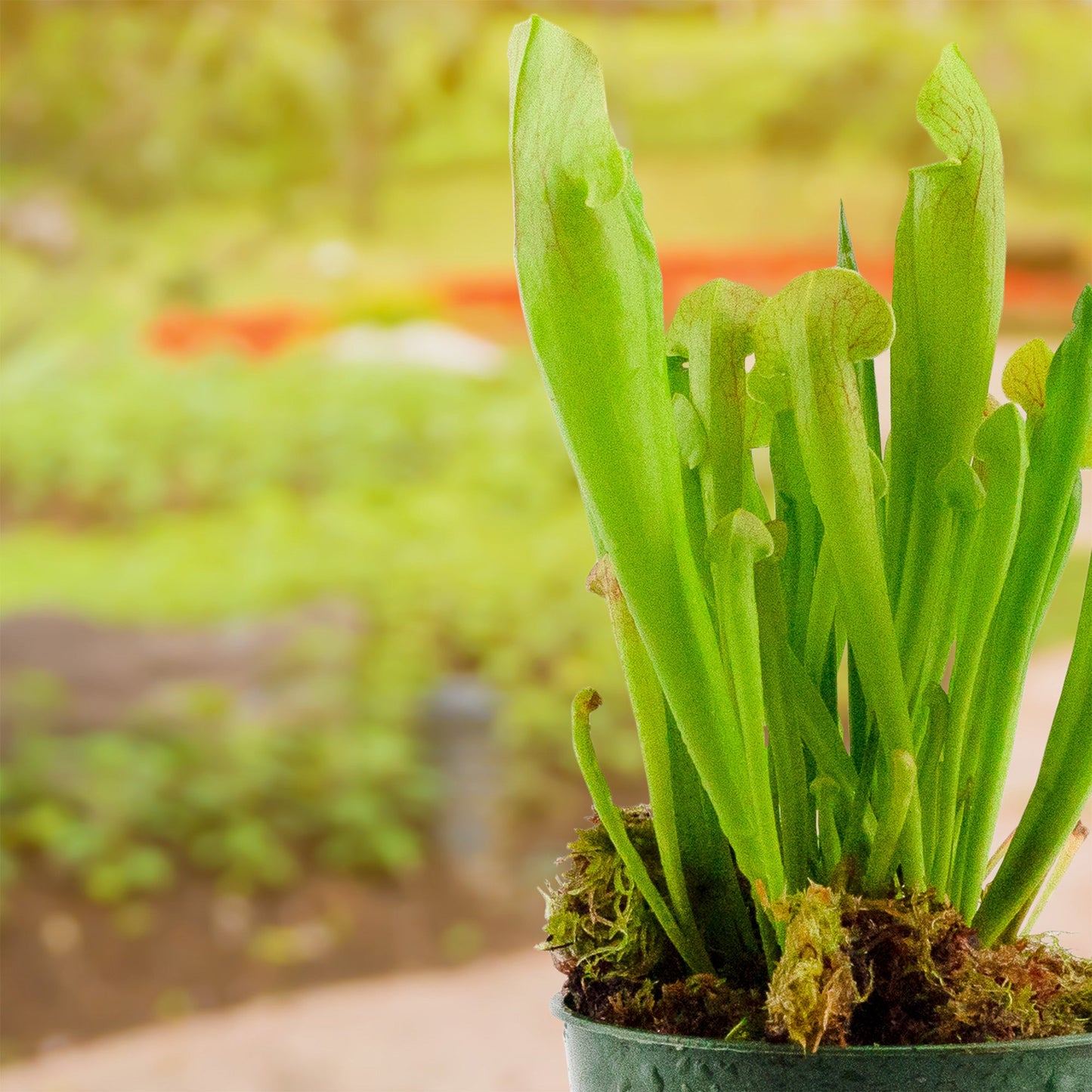 Large Live Sarracenia Pitcher Plant
