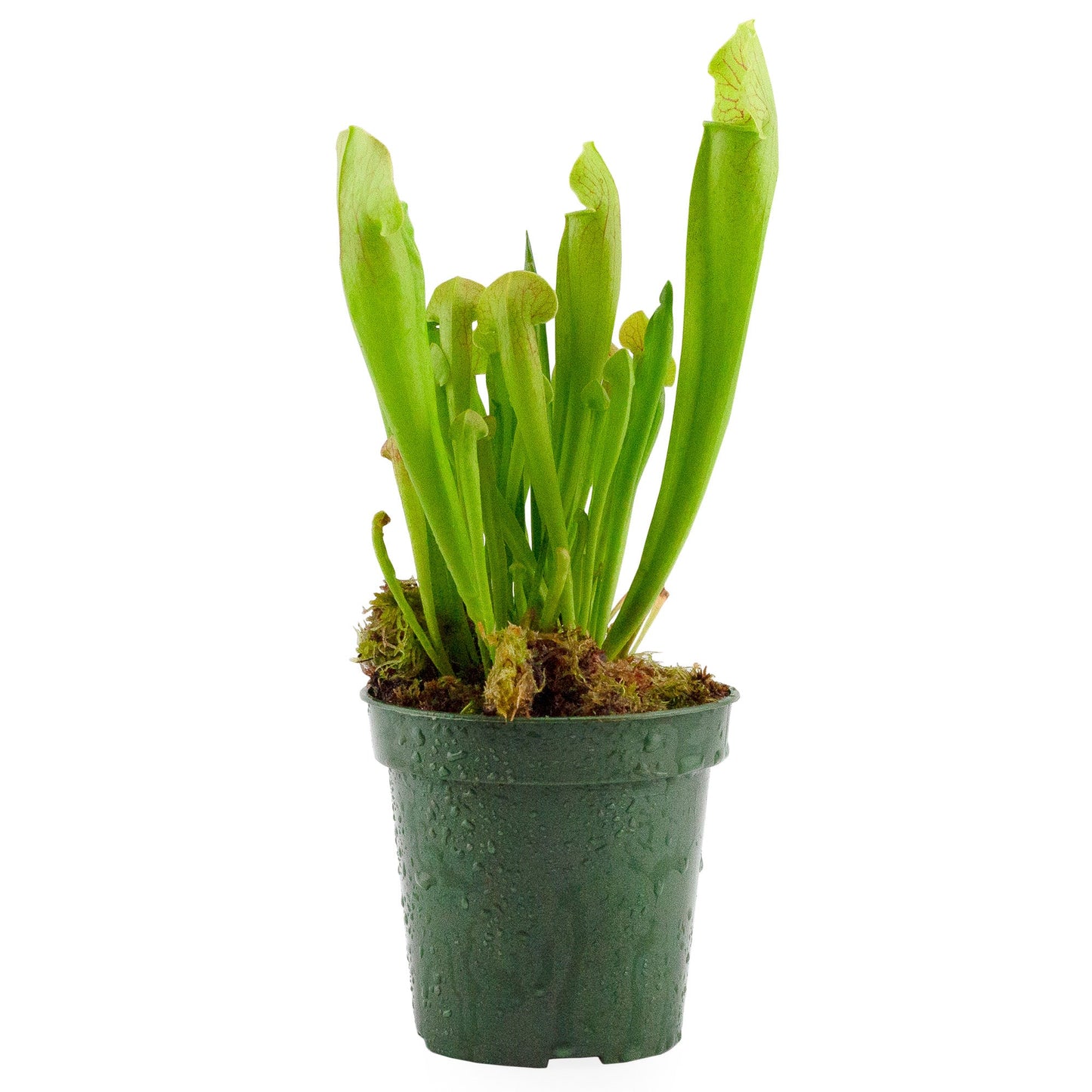 Large Live Sarracenia Pitcher Plant