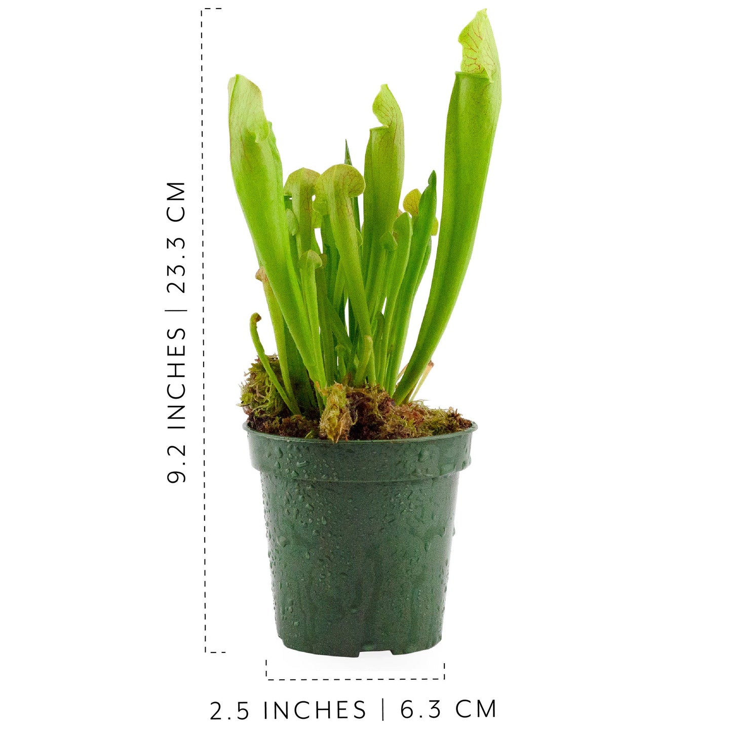 Large Live Sarracenia Pitcher Plant