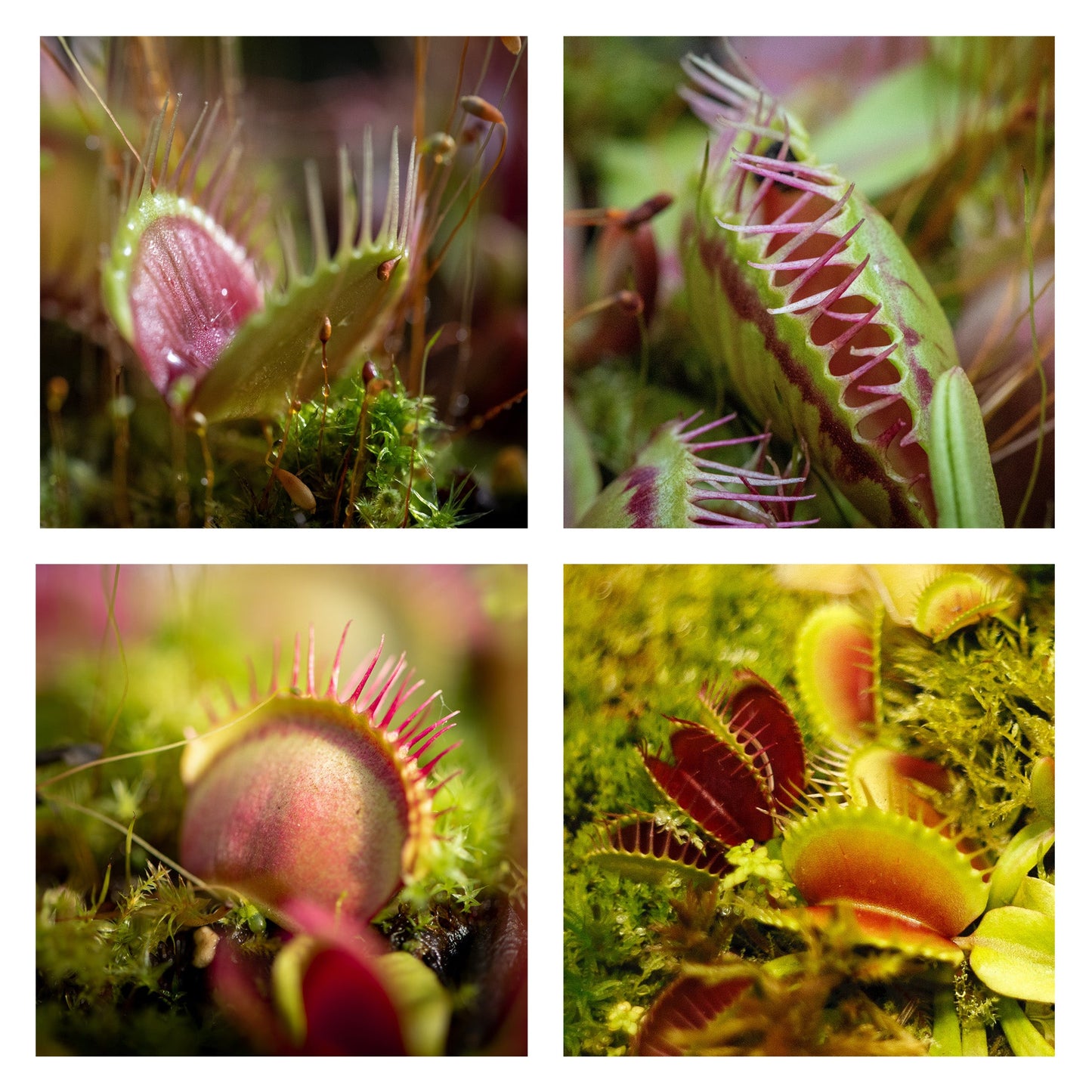 Large Venus Fly Trap Live Plant - SSKIT255