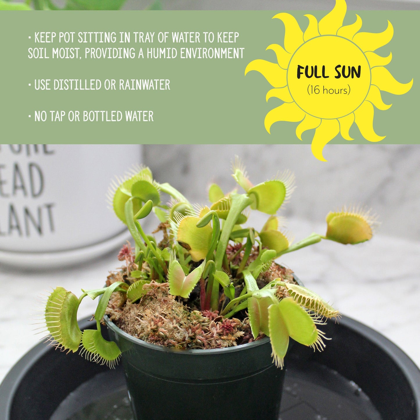 Large Venus Fly Trap Live Plant - SSKIT255