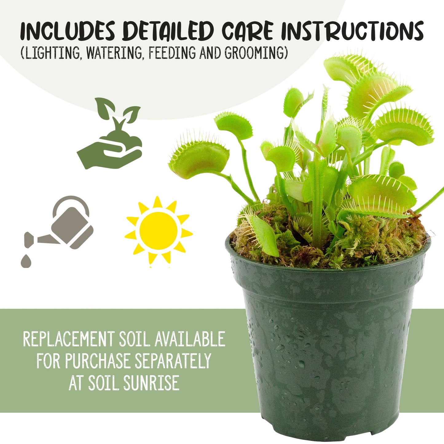 Large Venus Fly Trap Live Plant - SSKIT255