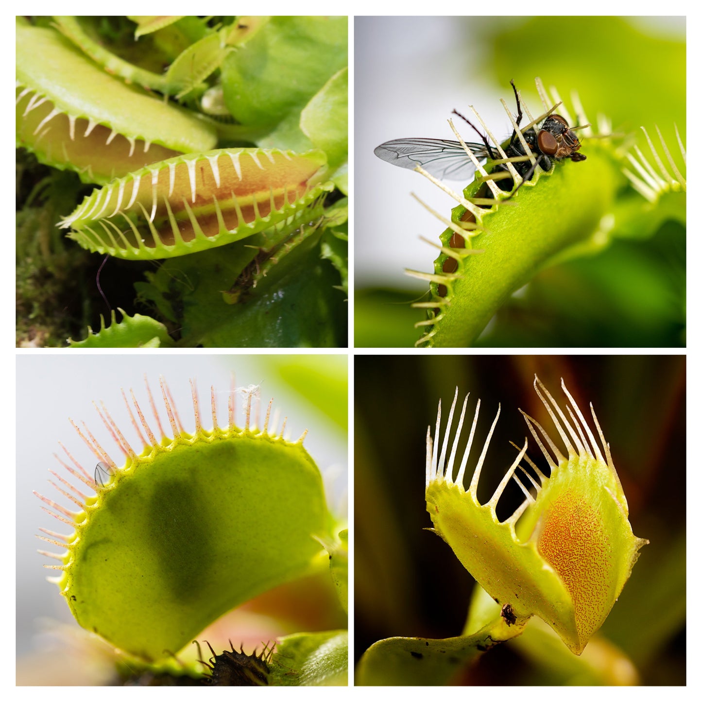 Large Venus Fly Trap Live Plant - SSKIT255
