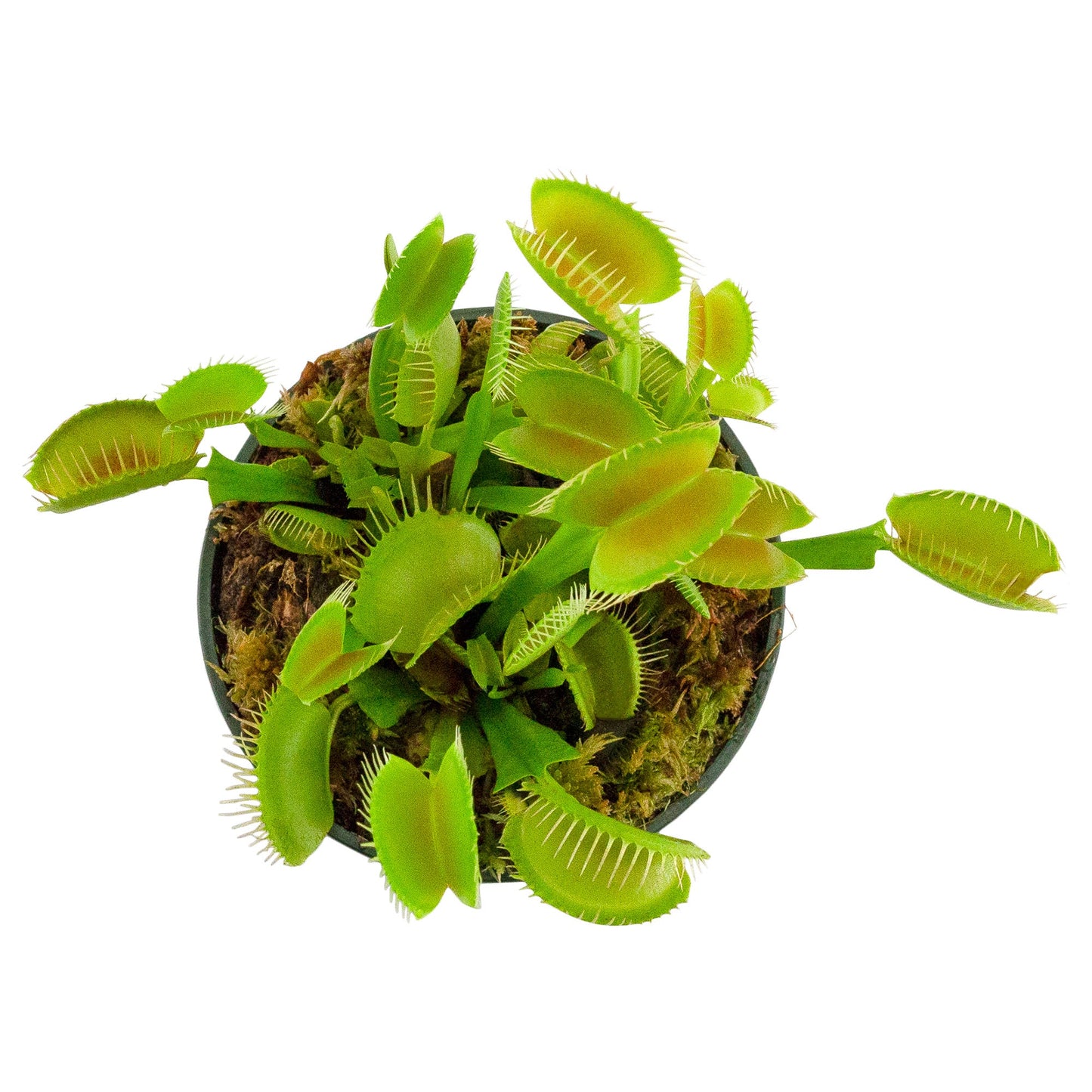 Large Venus Fly Trap Live Plant - SSKIT255