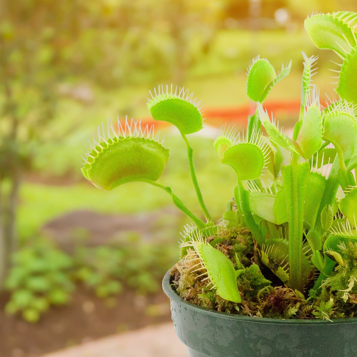 Large Venus Fly Trap Live Plant - SSKIT255