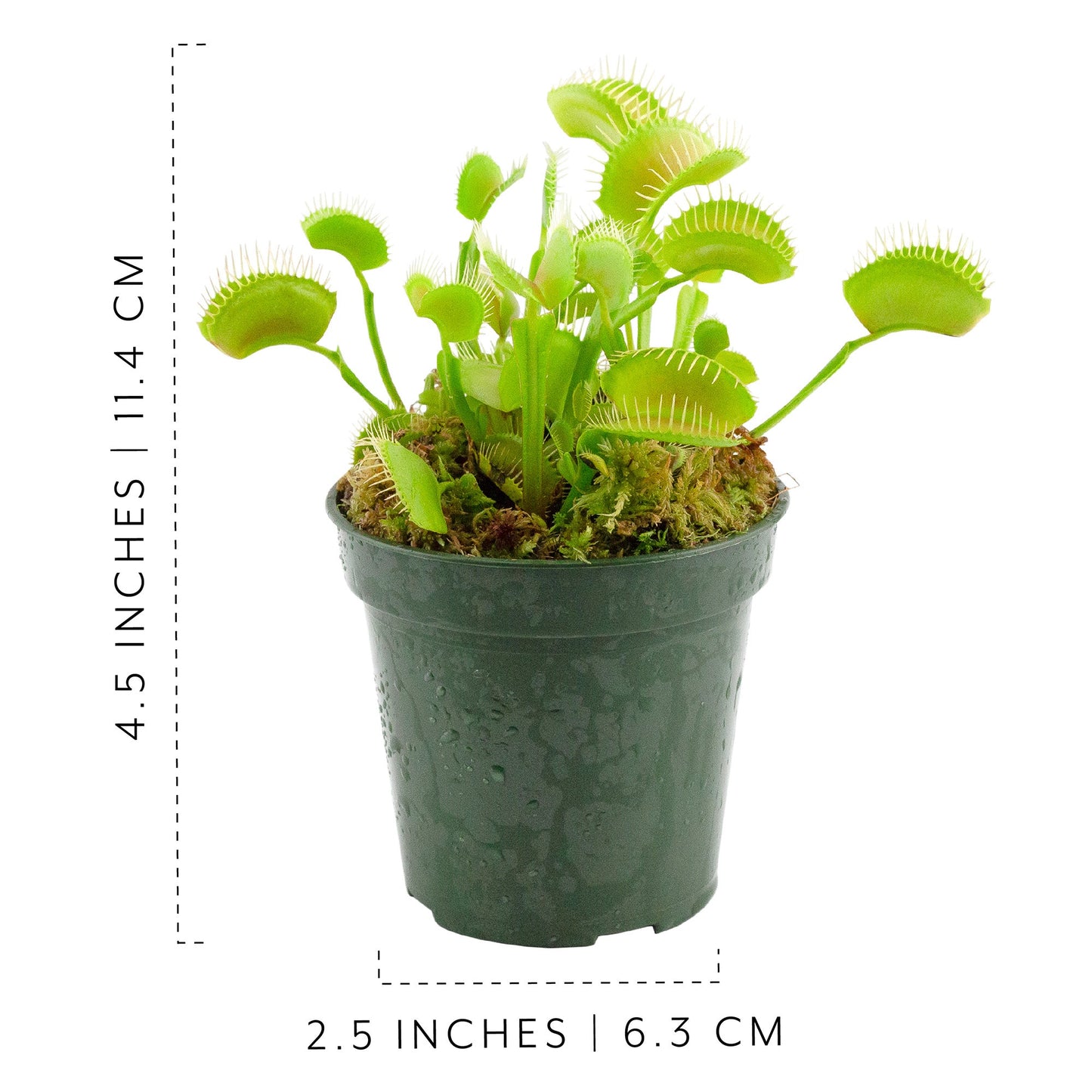 Large Venus Fly Trap Live Plant - SSKIT255