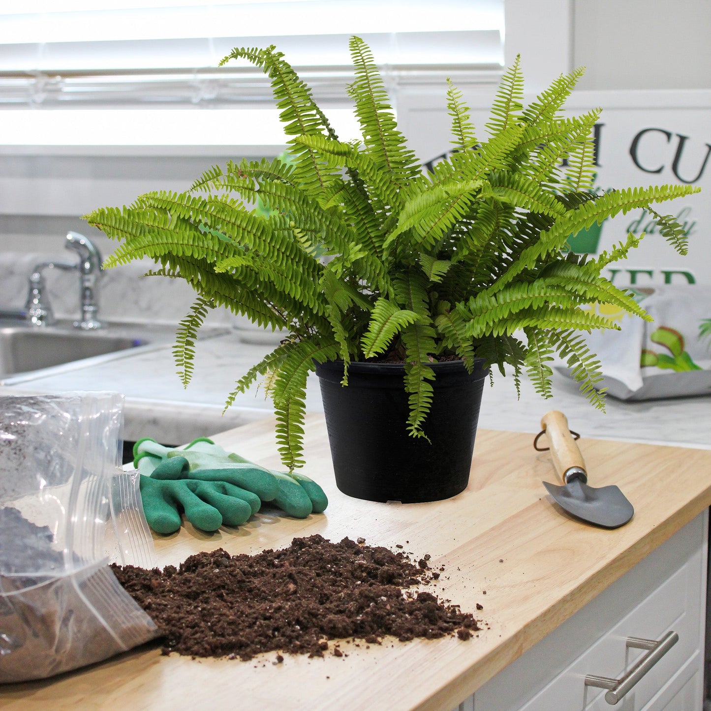 Fern Plant Potting Soil Mix (2 Quarts) - SSKIT257