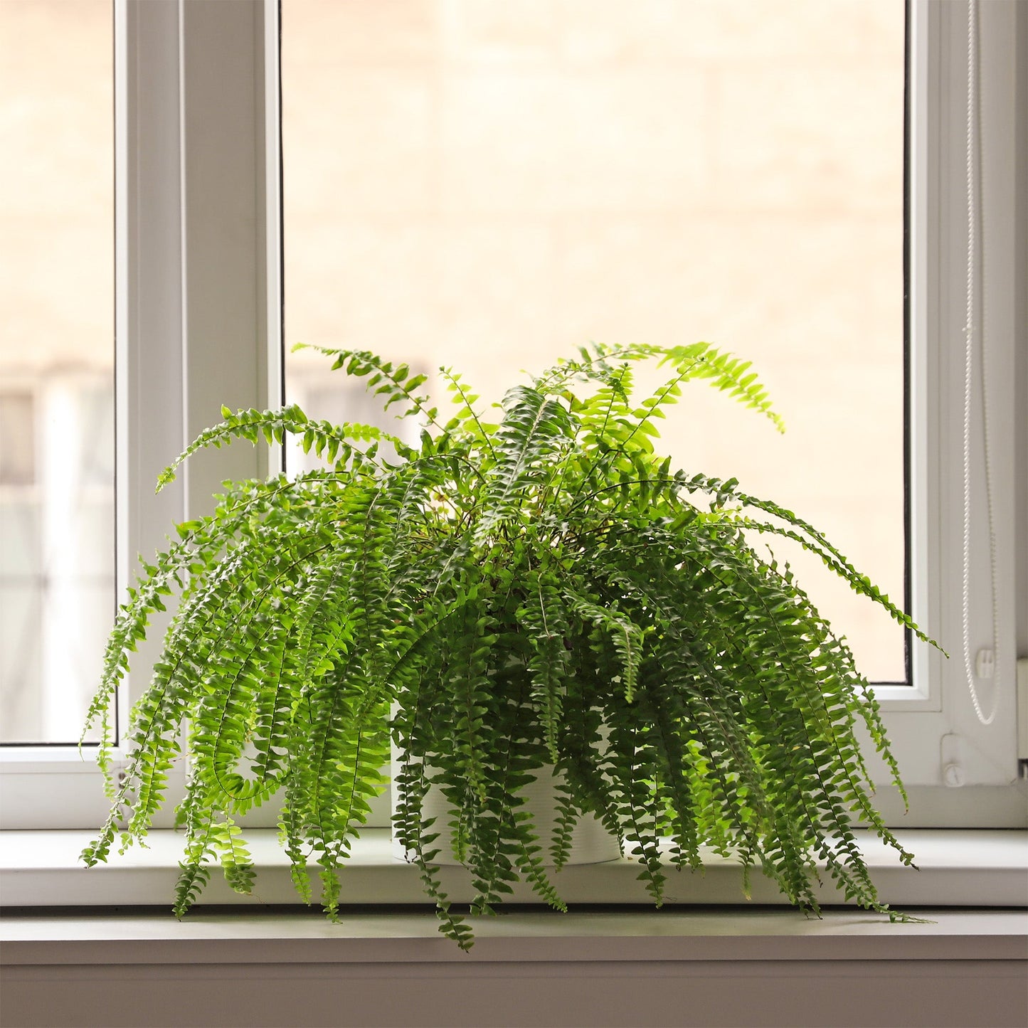 Fern Plant Potting Soil Mix (2 Quarts) - SSKIT257