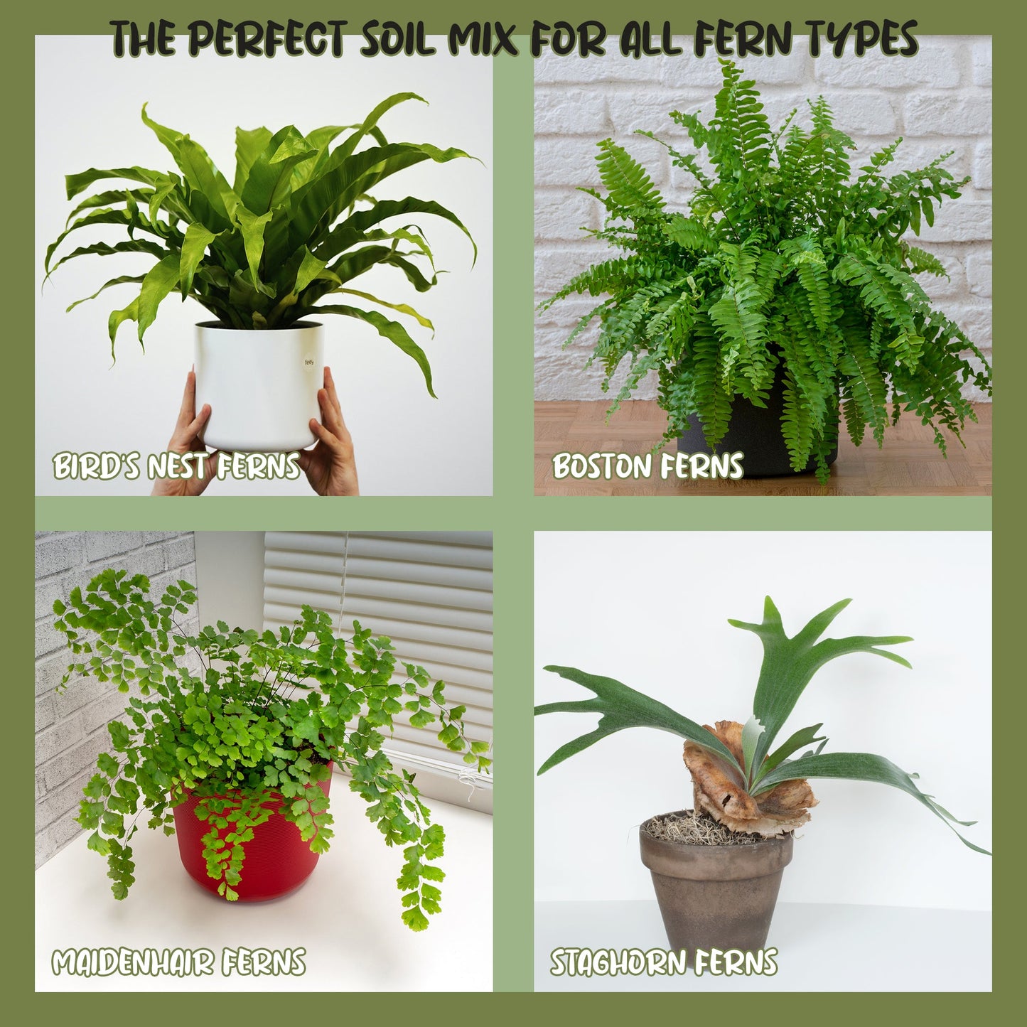 Fern Plant Potting Soil Mix (8 Quarts) - SSKIT259
