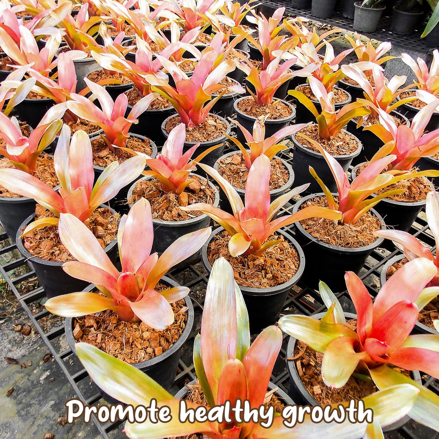 Bromeliad Plant Potting Soil Mix (4 Quarts) - SSKIT260