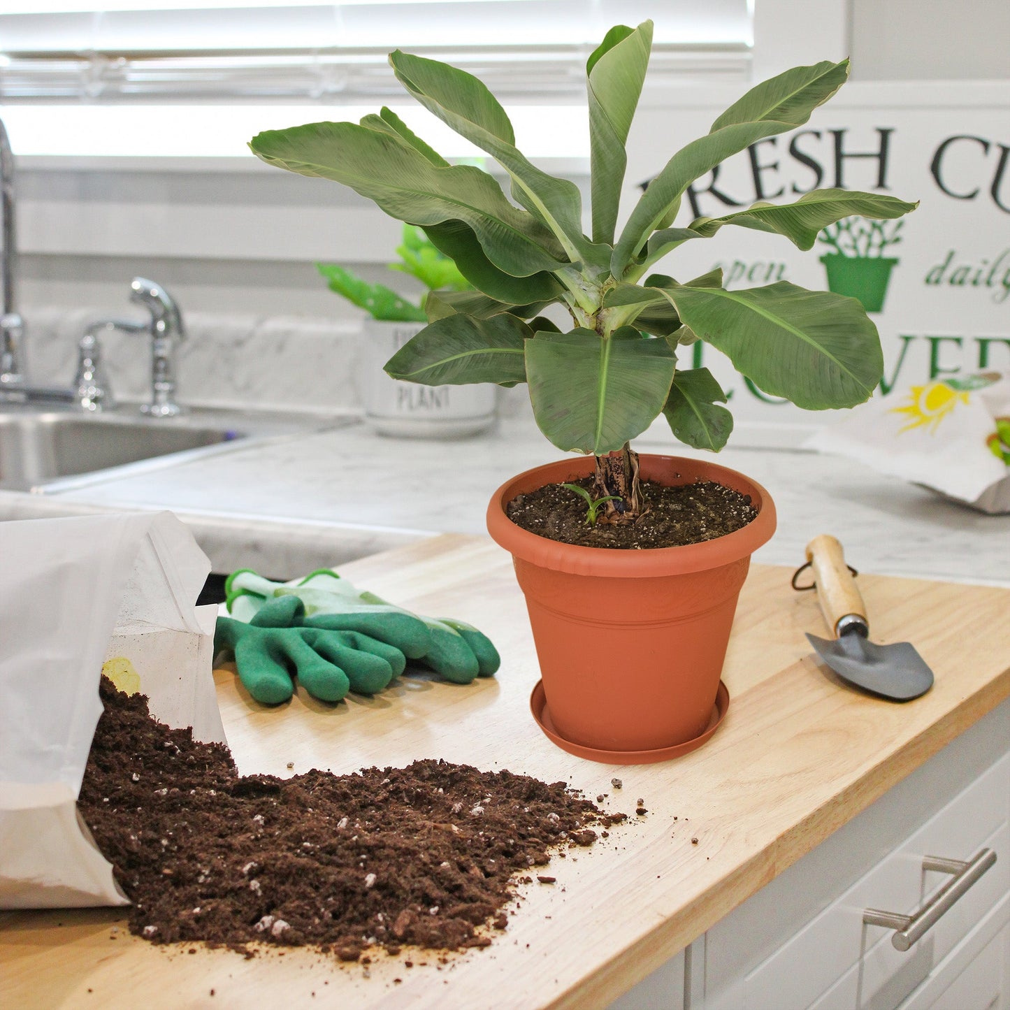 Banana Tree Potting Soil Mix (12 Quarts) - SSKIT264