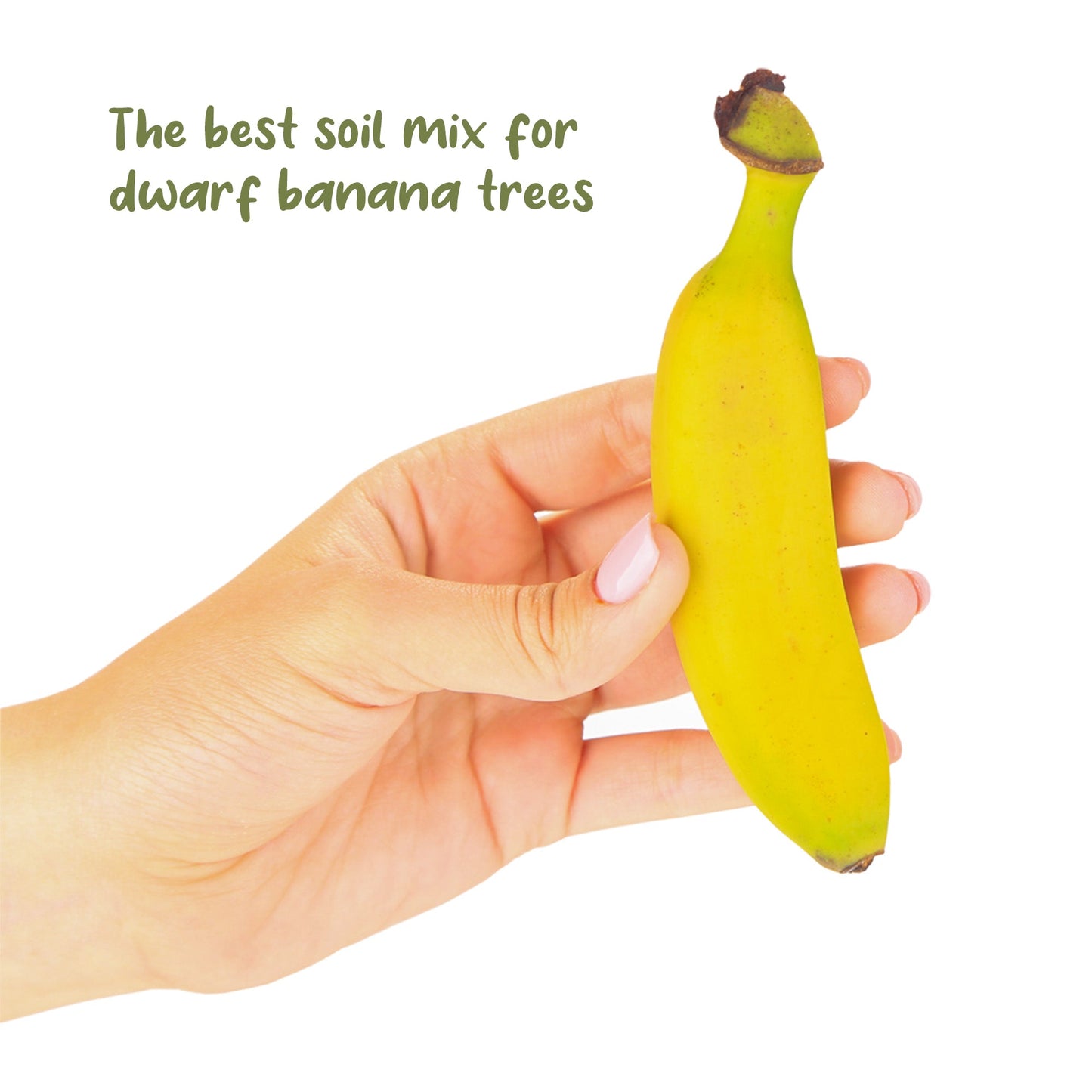 Banana Tree Potting Soil Mix (8 Quarts) - SSKIT011