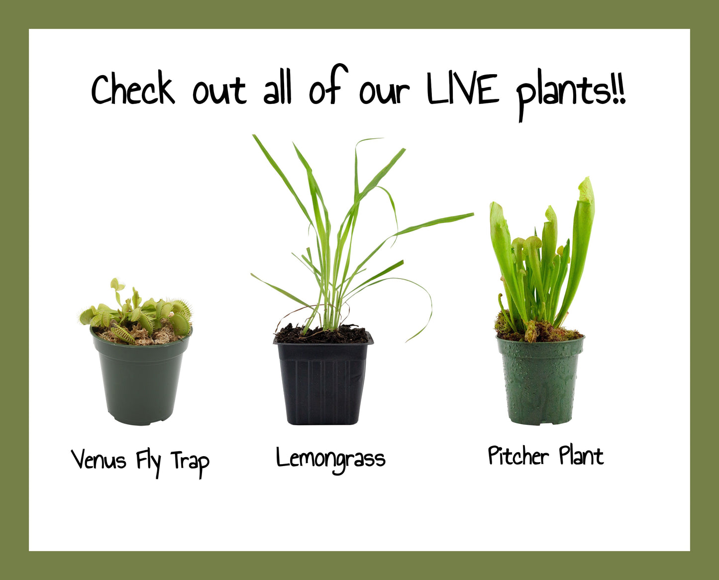 Live Lemongrass Plants (2-Pack) - SSKIT269