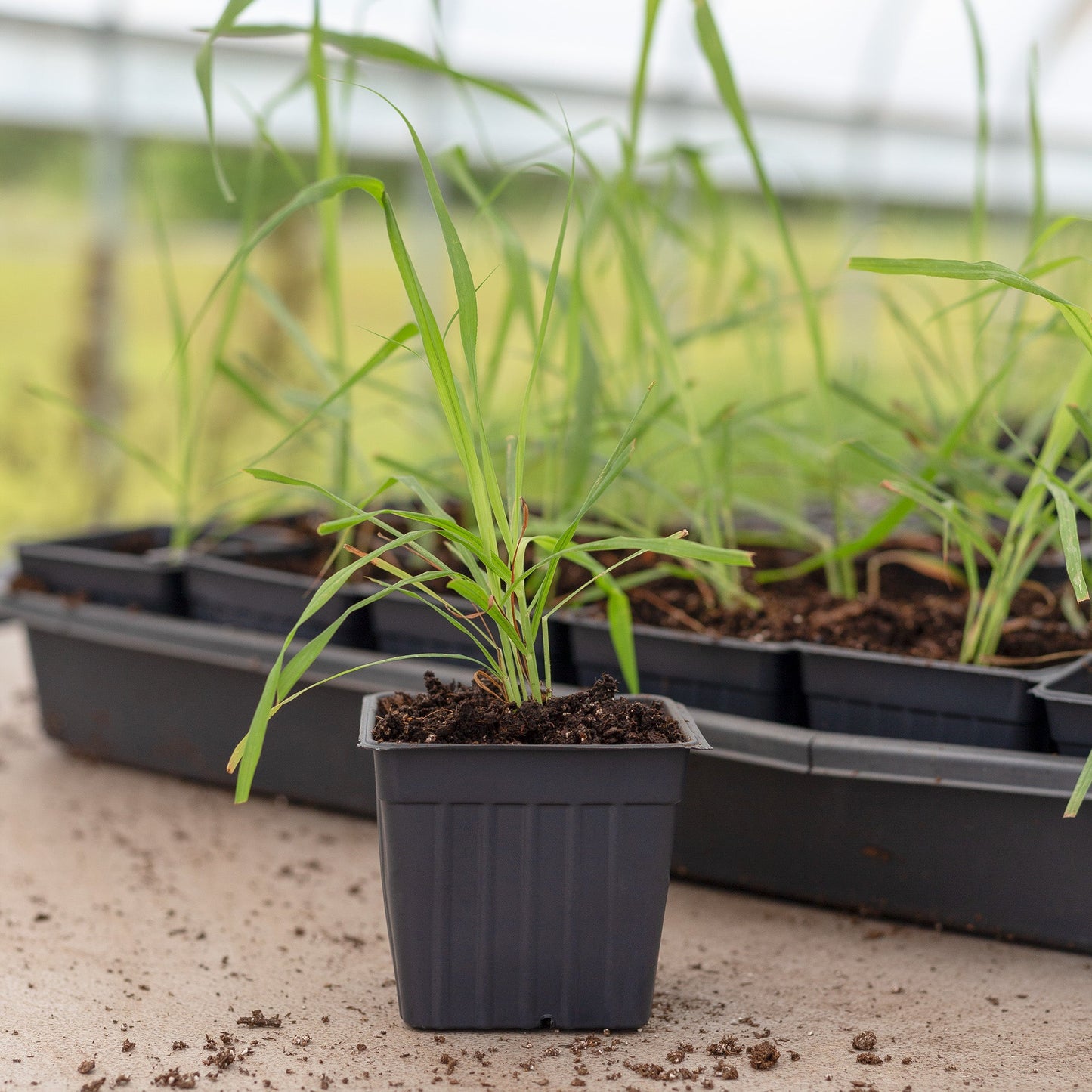 Live Lemongrass Plants (2-Pack) - SSKIT269