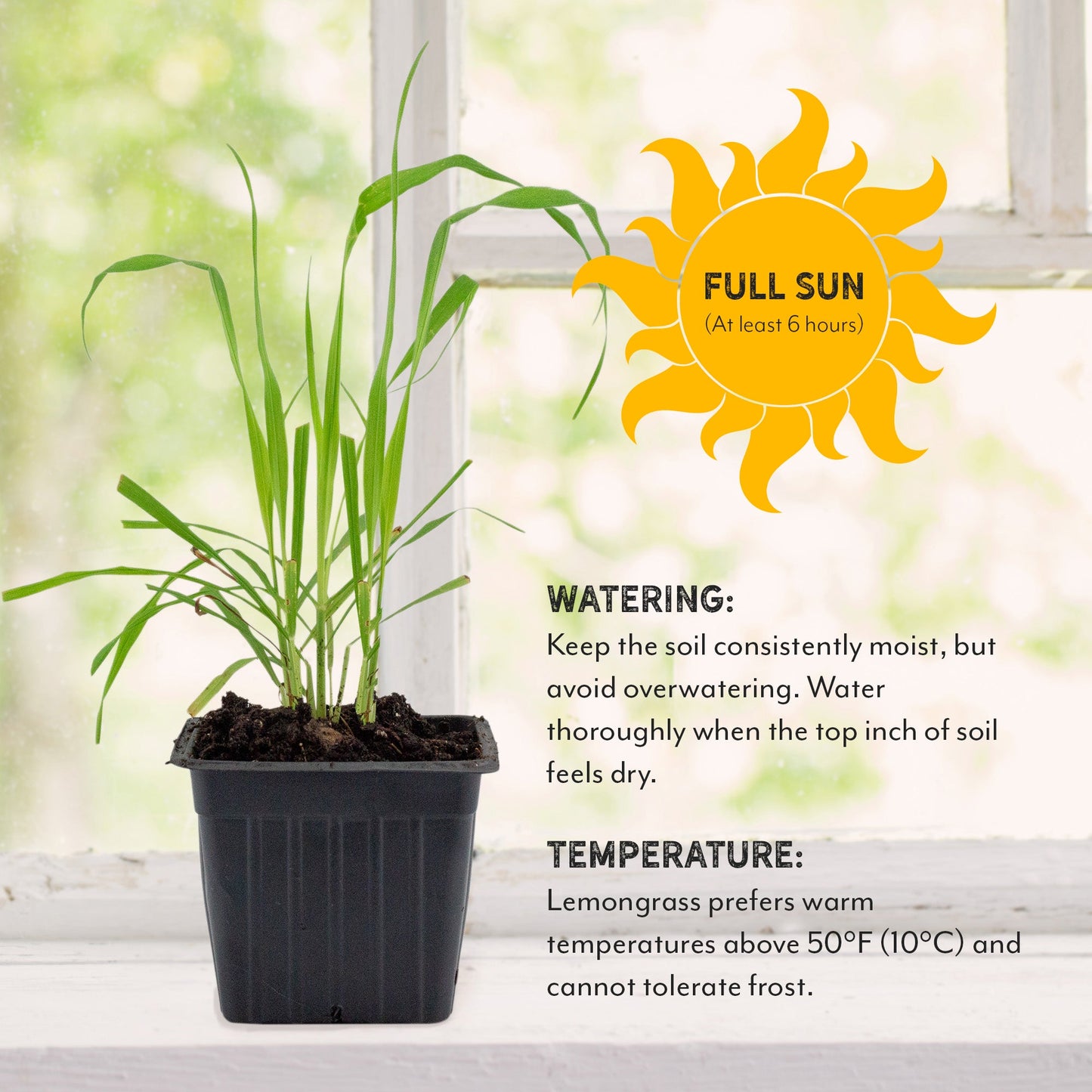 Live Lemongrass Plants (2-Pack) - SSKIT269